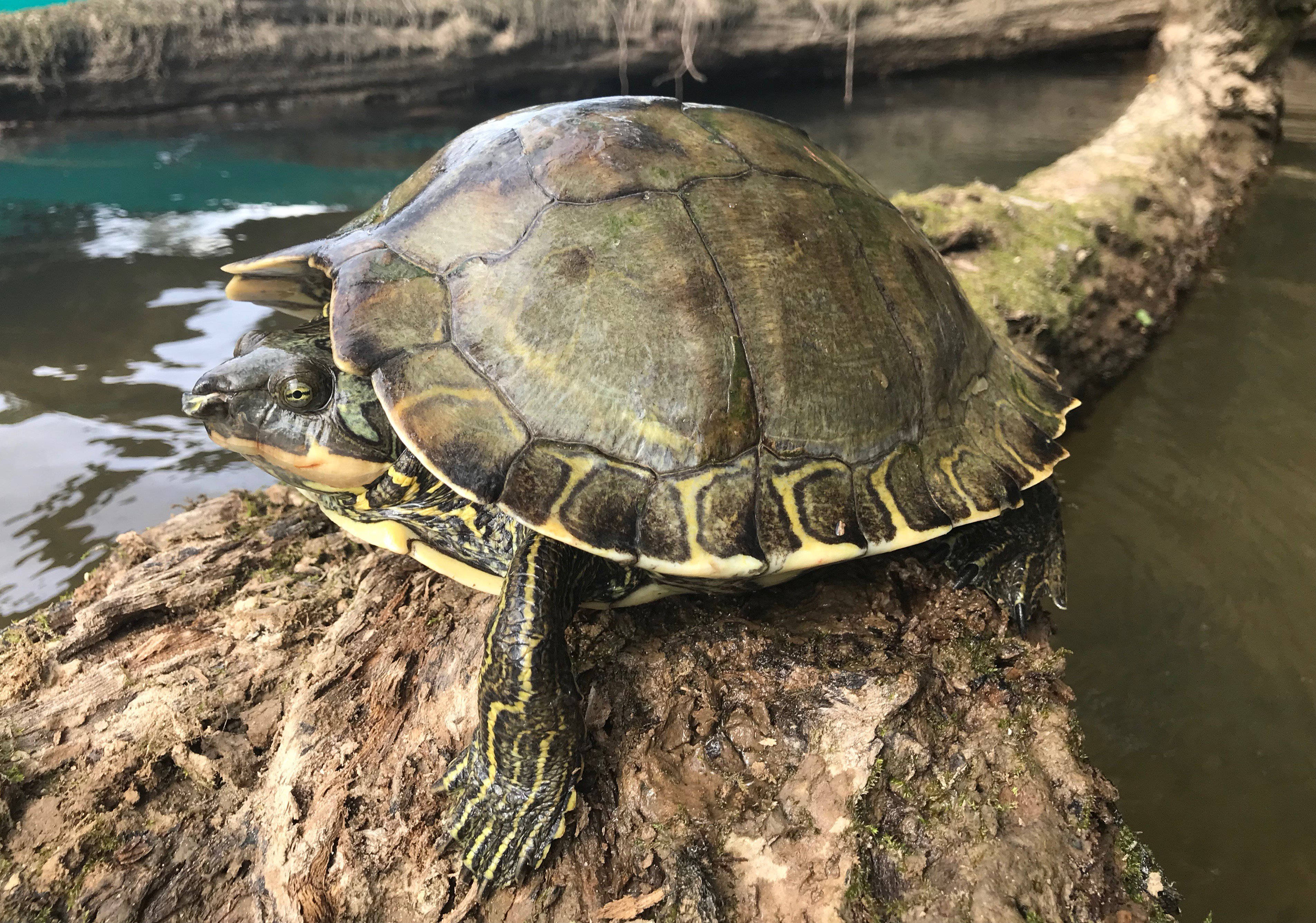 Turtle 桌布 壁紙 — 一隻彩龜在長滿苔蘚的木頭上曬太陽，旁邊是平靜的水面，背景是風化的木岸。