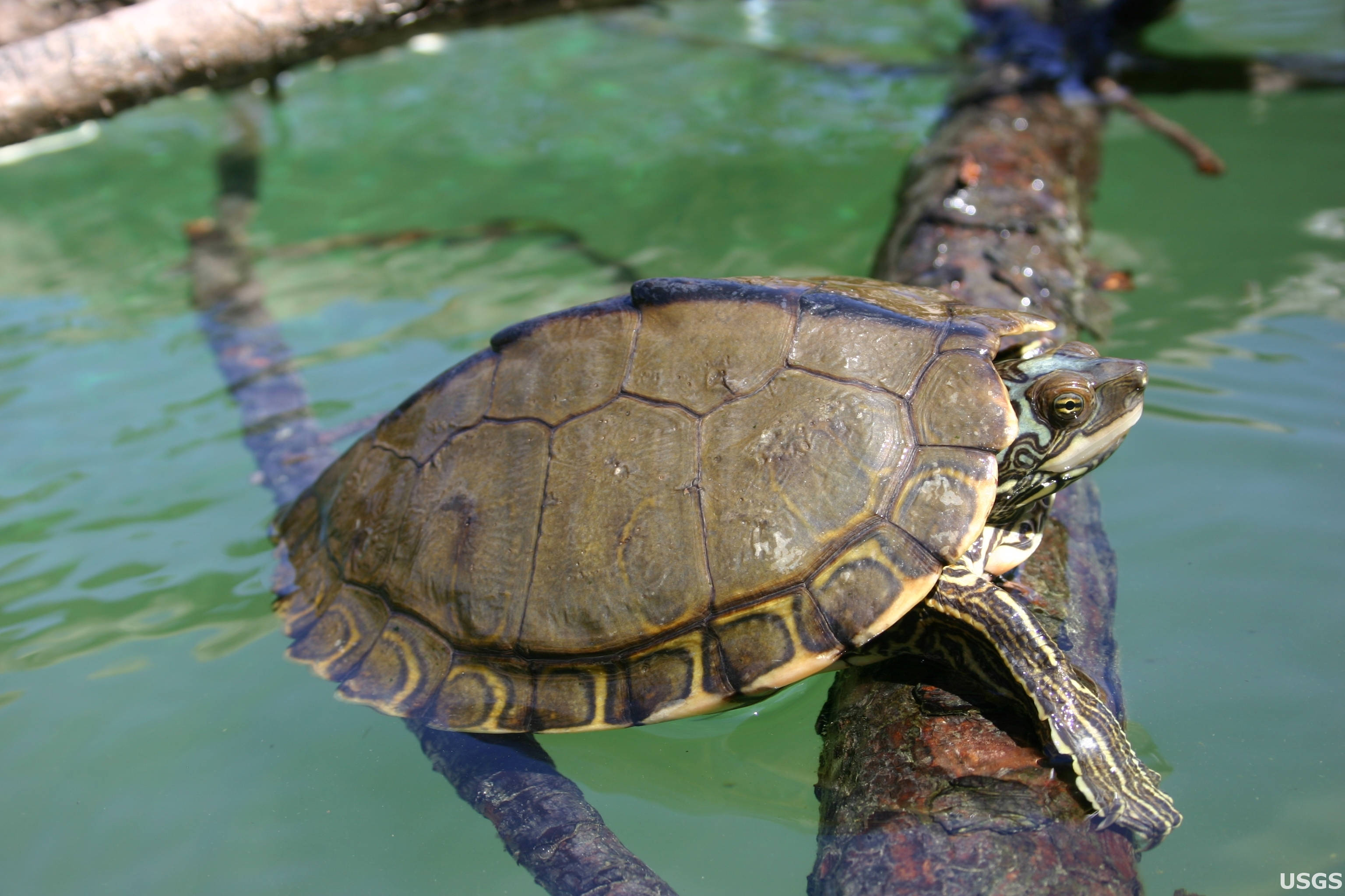 Turtle 桌布 壁紙 — 一隻彩龜在陽光普照的木頭上曬太陽，周圍是清澈的綠色水面，帶有漣漪和倒影。