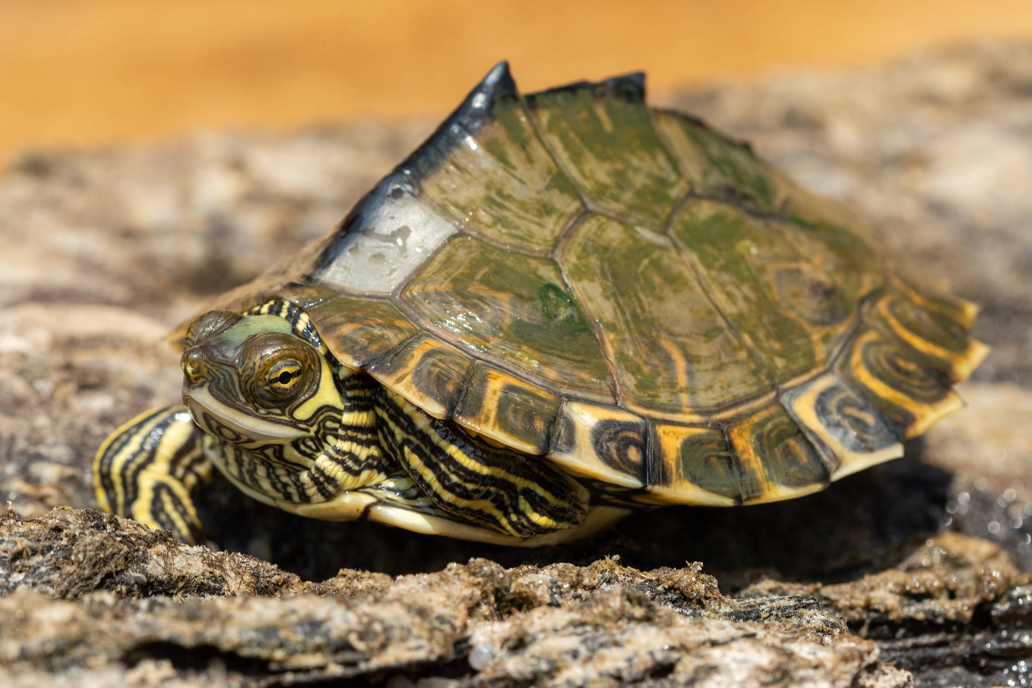 Turtle 桌布 壁紙 — 一隻彩龜在陽光照耀、紋理分明的木頭上休息的特寫照片，帶有鮮豔的綠色和黃色龜殼圖案。
