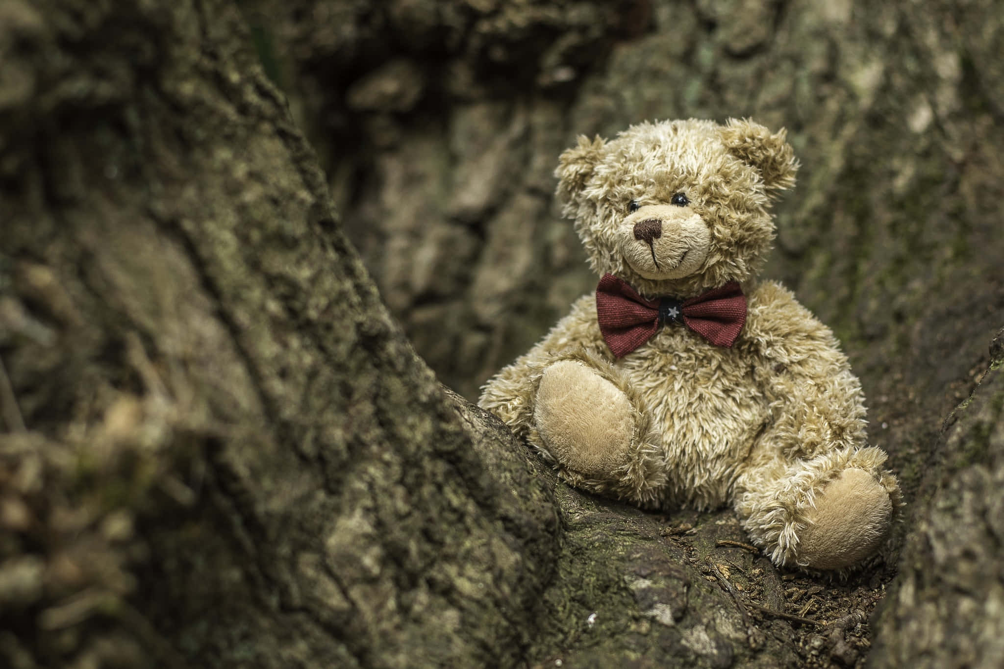 Cute Teddy 桌布 壁紙 — 一隻復古米色泰迪熊戴著紅色蝴蝶結，坐在長滿苔蘚的樹幹粗糙的樹洞裡。