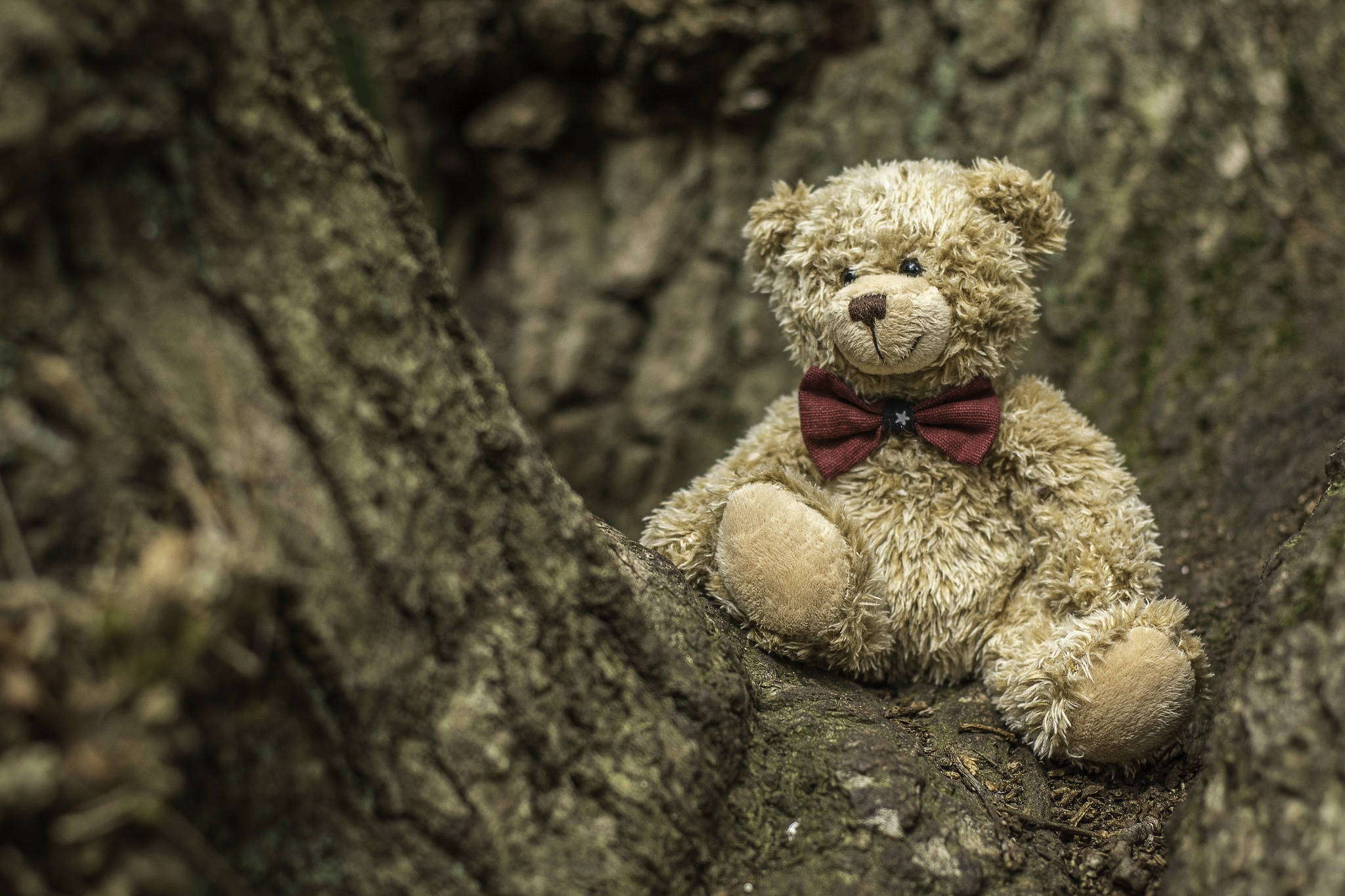 Teddy Bear 桌布 壁紙 — 一隻復古米色泰迪熊戴著紅色蝴蝶結，坐在風化樹幹的凹陷處。