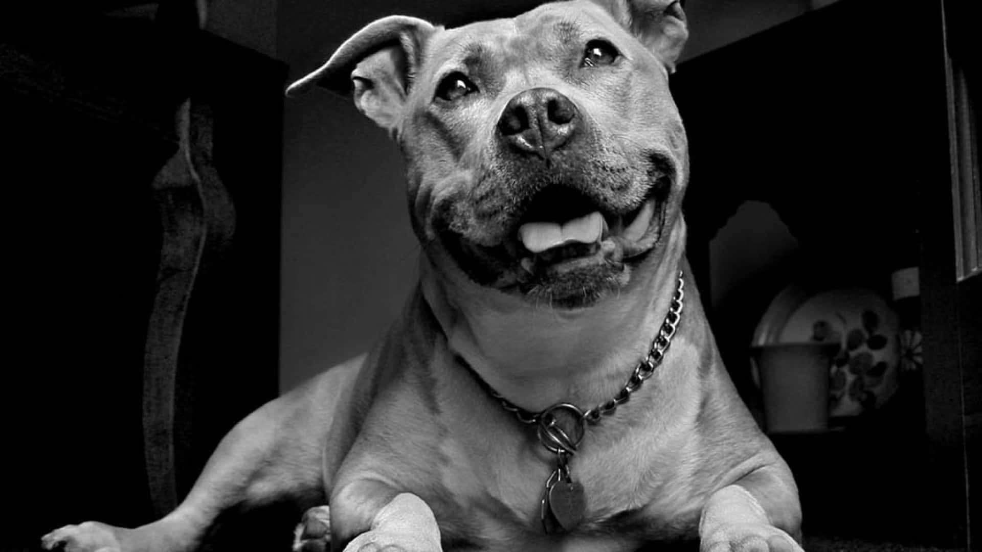 狗 桌布 壁紙 — 一隻微笑的比特犬戴著鏈條項圈，黑白特寫，抬頭仰望，眼睛明亮。