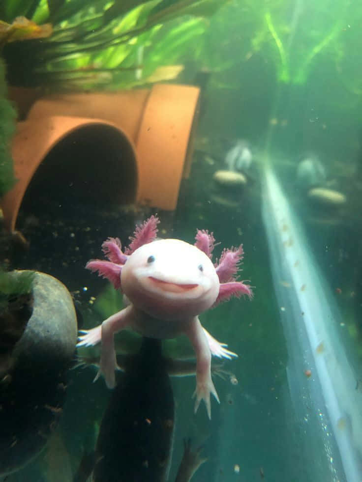 動物 桌布 壁紙 — 一隻微笑的蠑螈（axolotl）有粉紅色鰓，在一個有植物和陶土藏身處的綠色水族箱中向著鏡頭游來。