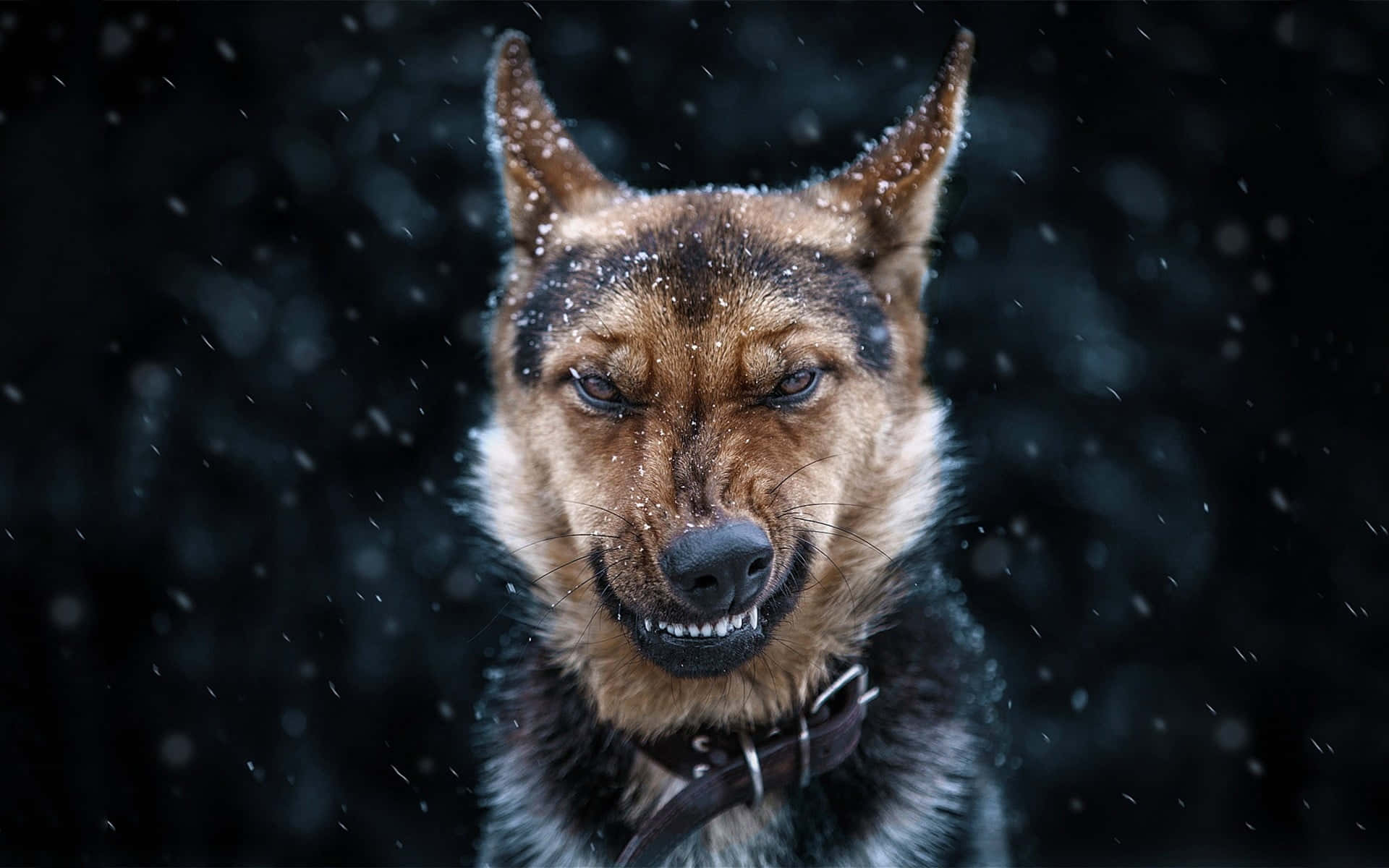 German Shepherd 桌布 壁紙 — 一隻德國牧羊犬，毛髮上沾著雪花，在黑暗的雪地森林中凝視著鏡頭。