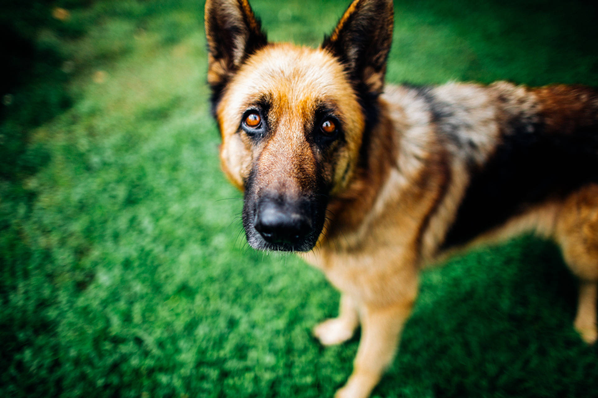 德國牧羊犬站在綠色草地上看著鏡頭 — 寵物動圖 壁紙