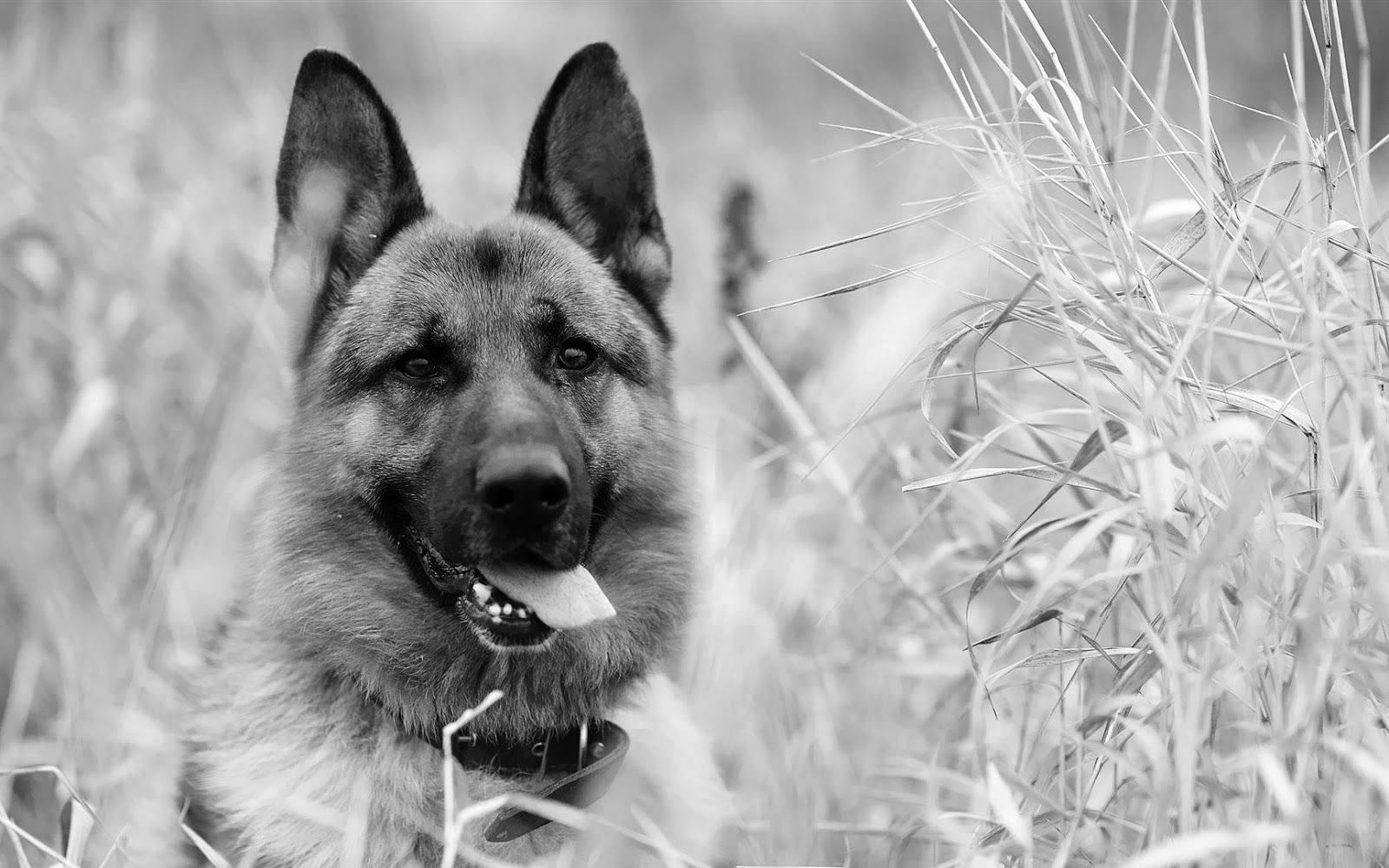 German Shepherd 桌布 壁紙 — 一隻德國牧羊犬伸出舌頭，警覺地坐在高草叢中，以單色肖像呈現。