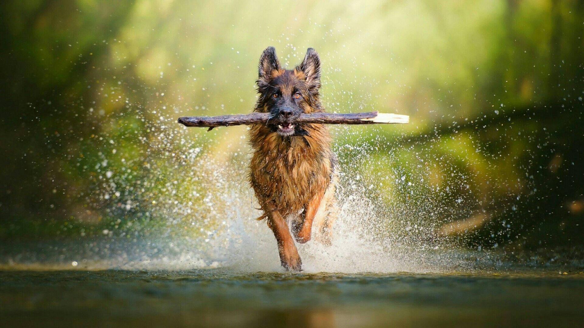 German 桌布 壁紙 — 一隻德國牧羊犬叼著樹枝衝過淺水，水花四濺。