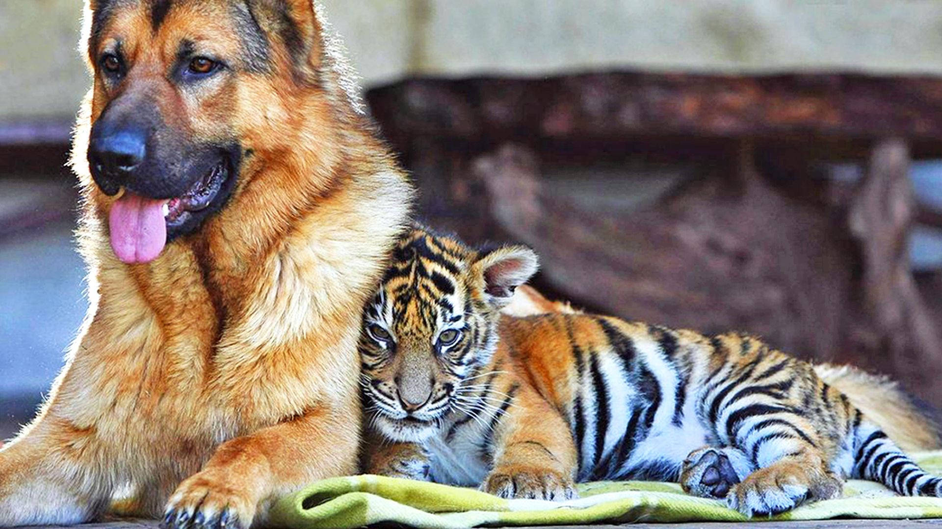 小老虎 桌布 壁紙 — 一隻德國牧羊犬和一隻老虎幼崽在溫暖、陽光明媚的圍欄內的綠色毯子上一起休息。