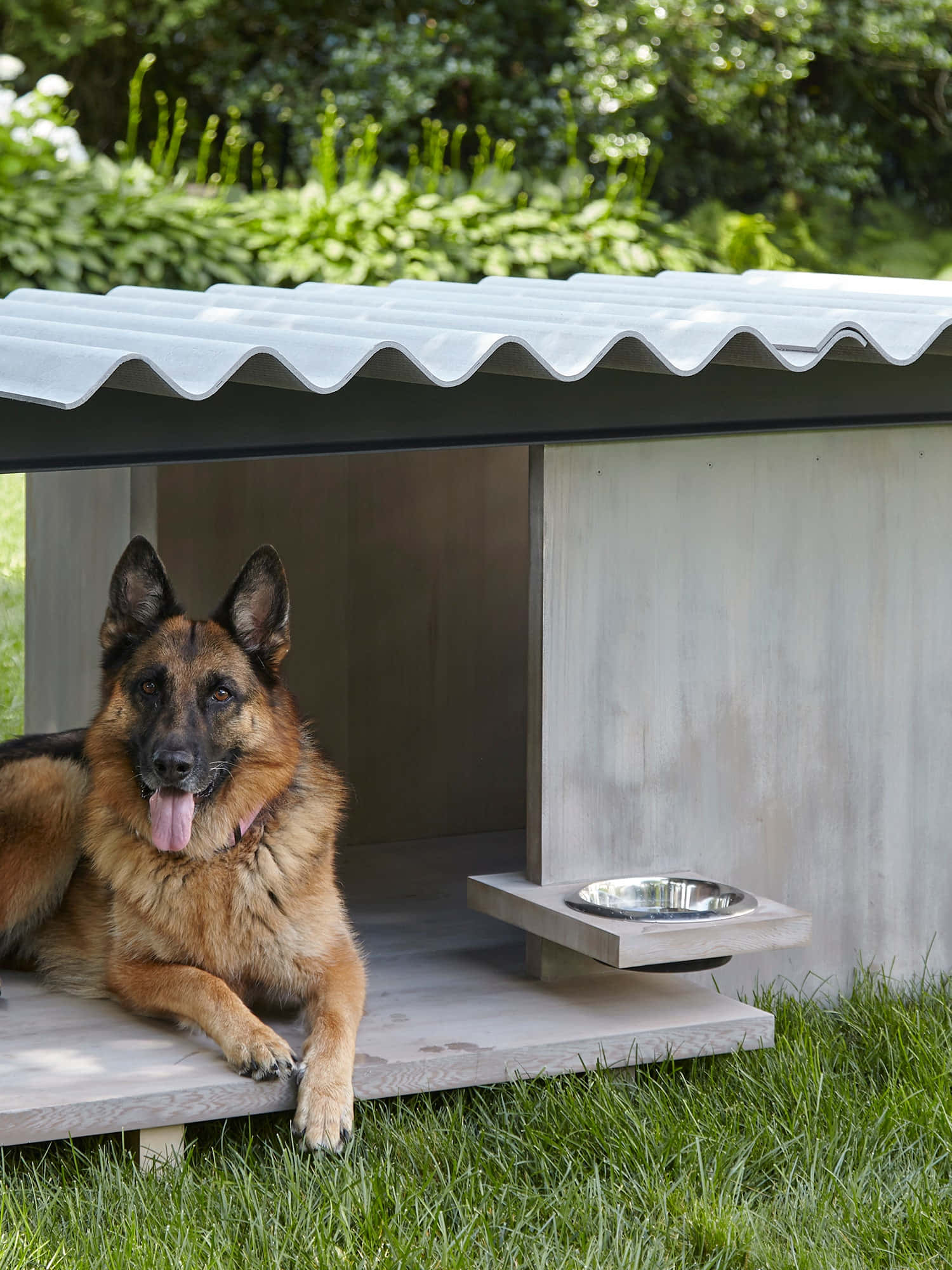 狗 桌布 壁紙 — 一隻德國牧羊犬在一個現代簡約風格的狗屋中快樂地休息，狗屋有波紋金屬屋頂和混凝土碗，放在草地上。
