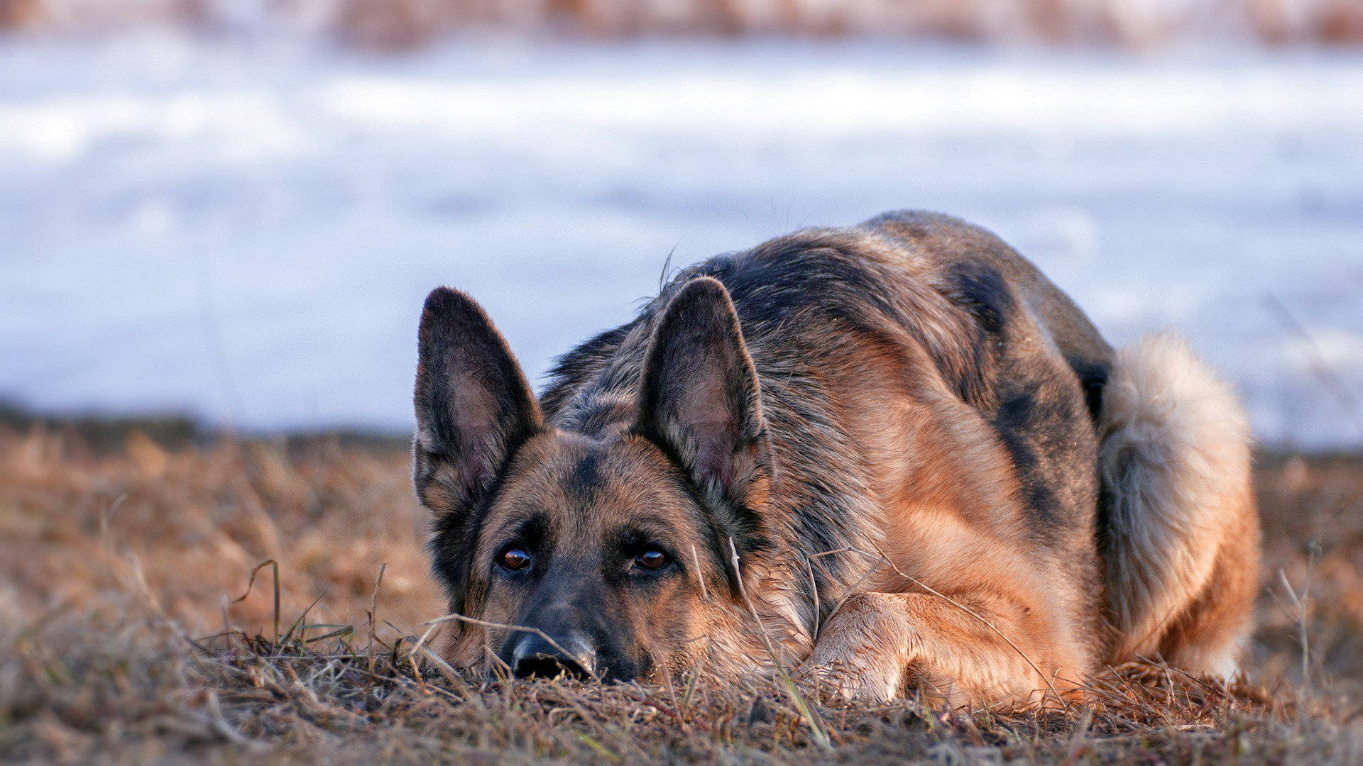 German 桌布 壁紙 — 一隻德國牧羊犬在乾草上警覺地休息，身後是白雪覆蓋的地面，在柔和日光下。
