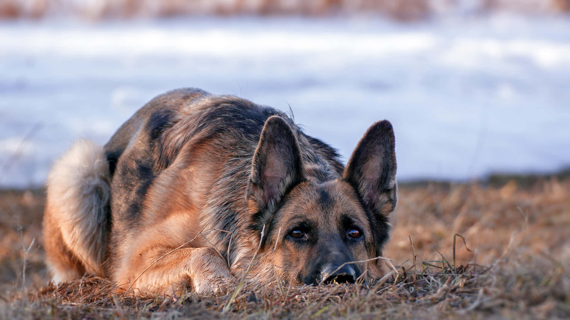 German Shepherd 桌布 壁紙 — 一隻德國牧羊犬在乾草中警覺地休息，身後是白雪覆蓋的地面，沐浴在柔和的金色光線下。