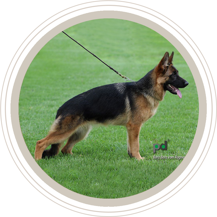 德國狼犬 桌布 壁紙 — 一隻德國牧羊犬在圓形框架內警覺地站在充滿活力的綠色草地上，舌頭伸出，牽繩拖在後面。