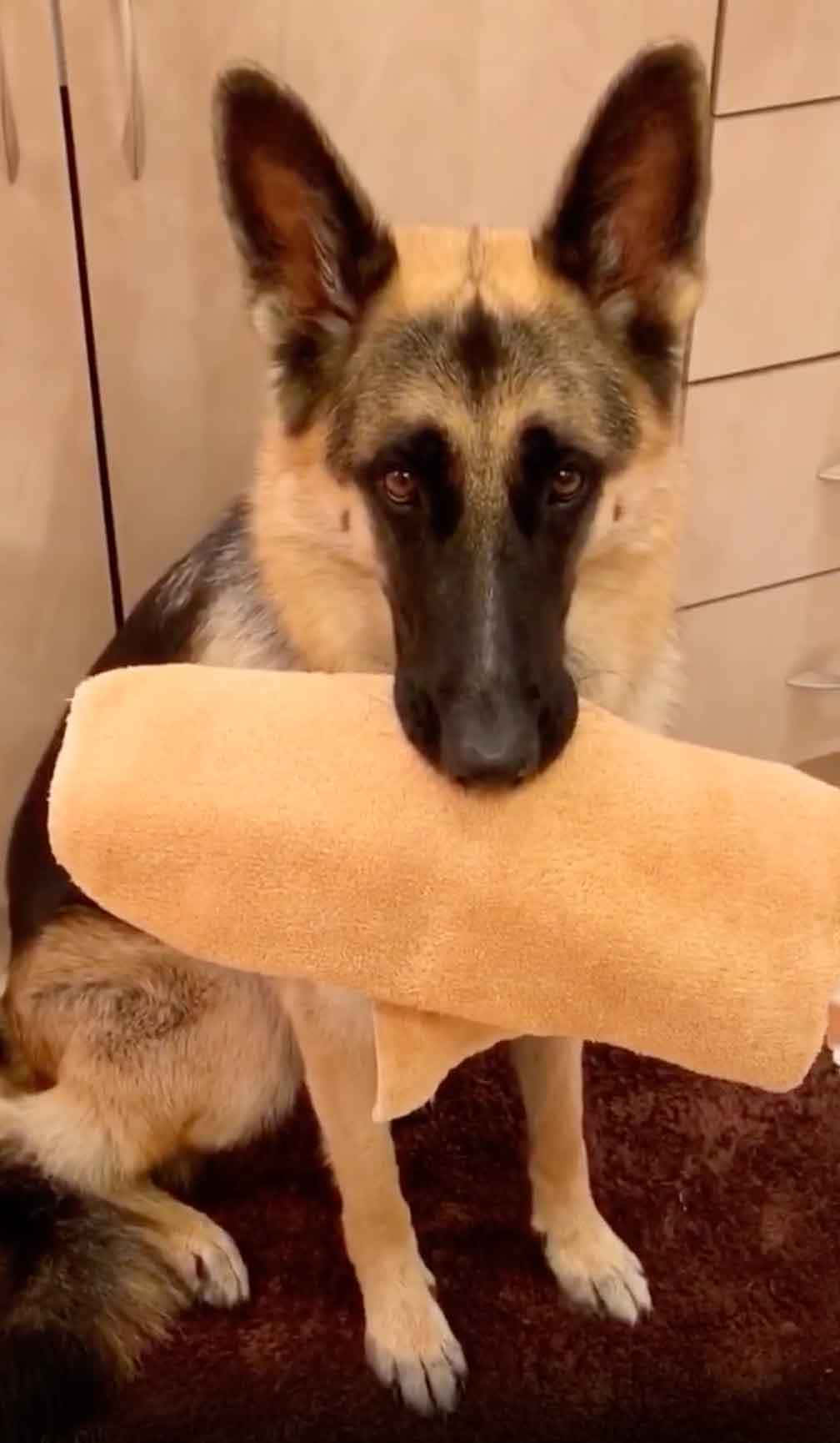 Funny Pet 桌布 壁紙 — 一隻德國牧羊犬在室內坐著，冷靜地咬著一條米色毛巾在嘴裡。