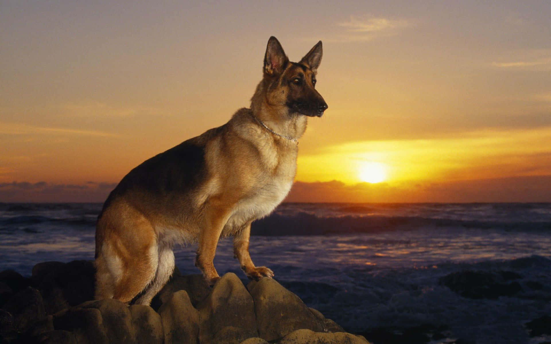 桌布 壁紙 — 一隻德國牧羊犬在岩石海岸上警覺地站立，金色太陽在海洋波浪上落下。