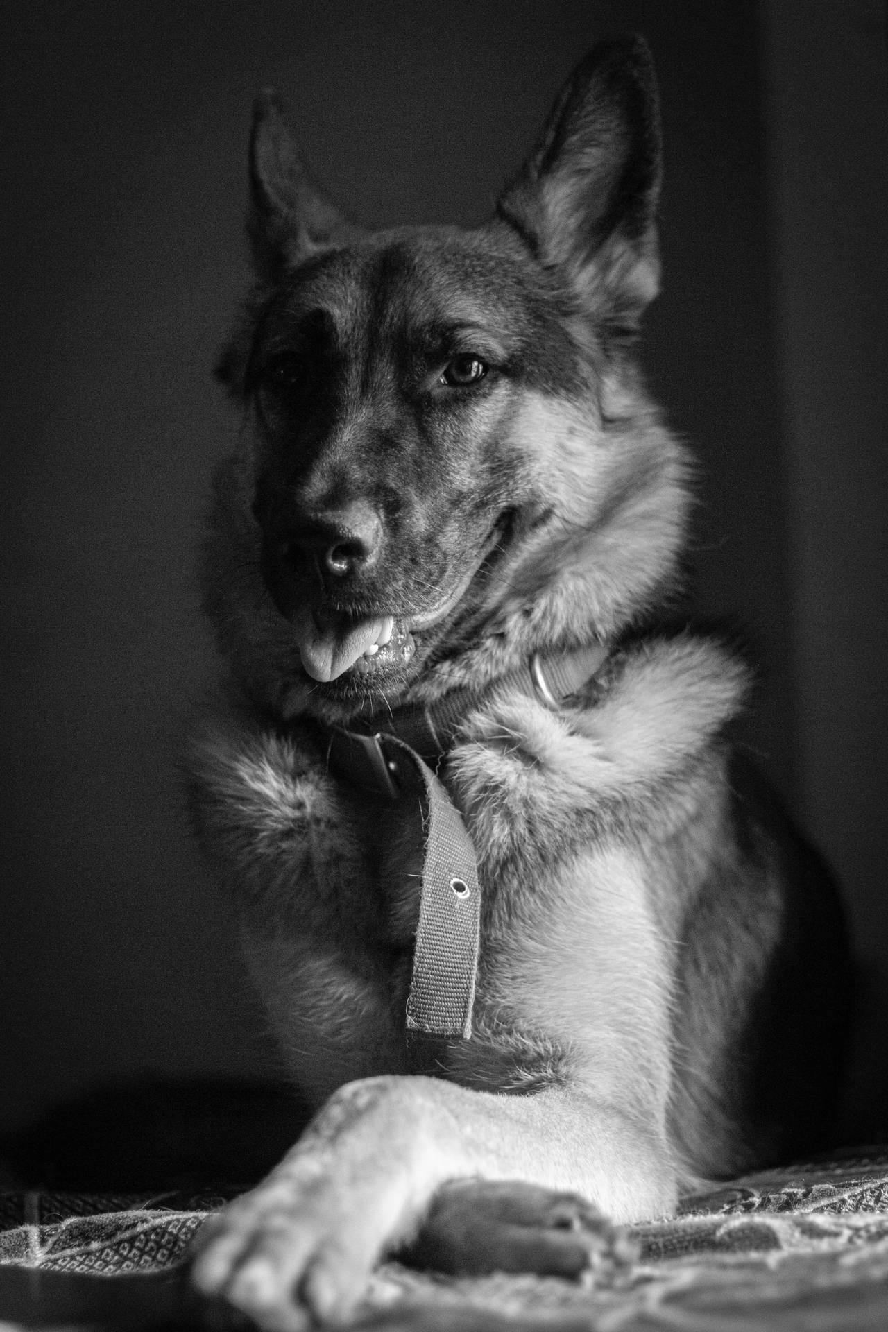 德國牧羊犬在黑白照片中伸出舌頭休息 — 寵物動圖 壁紙