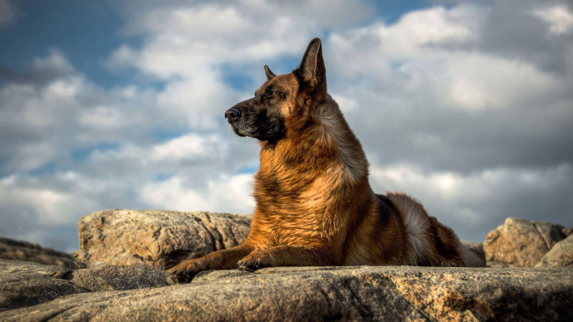German 桌布 壁紙 — 一隻德國牧羊犬在戲劇性的多雲天空下，警覺地棲息在崎嶇的岩石上。
