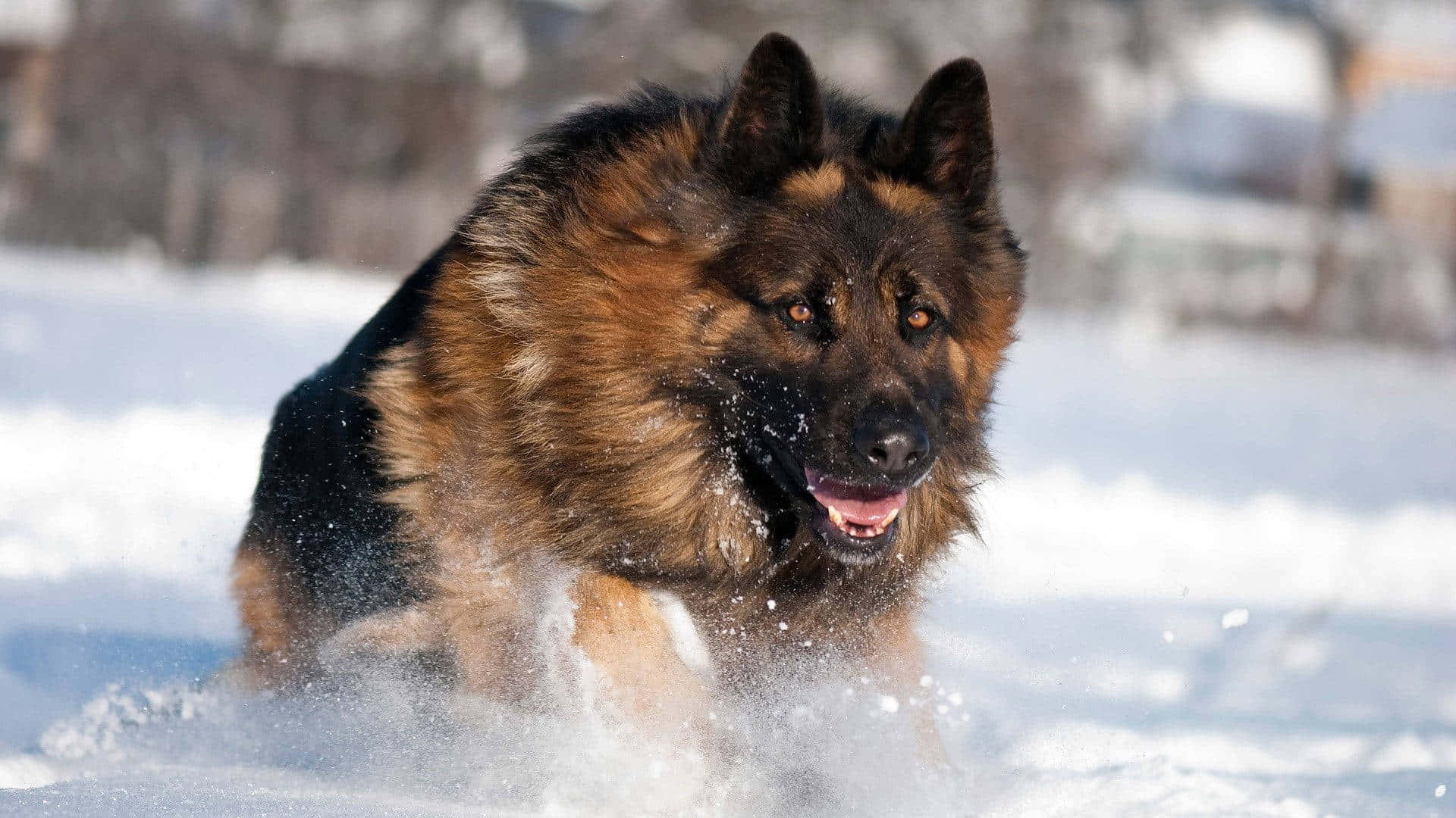 German Shepherd 桌布 壁紙 — 一隻德國牧羊犬在明亮的日光下，快樂地奔跑在厚厚的積雪中，雪花在牠的臉龐周圍飛舞。