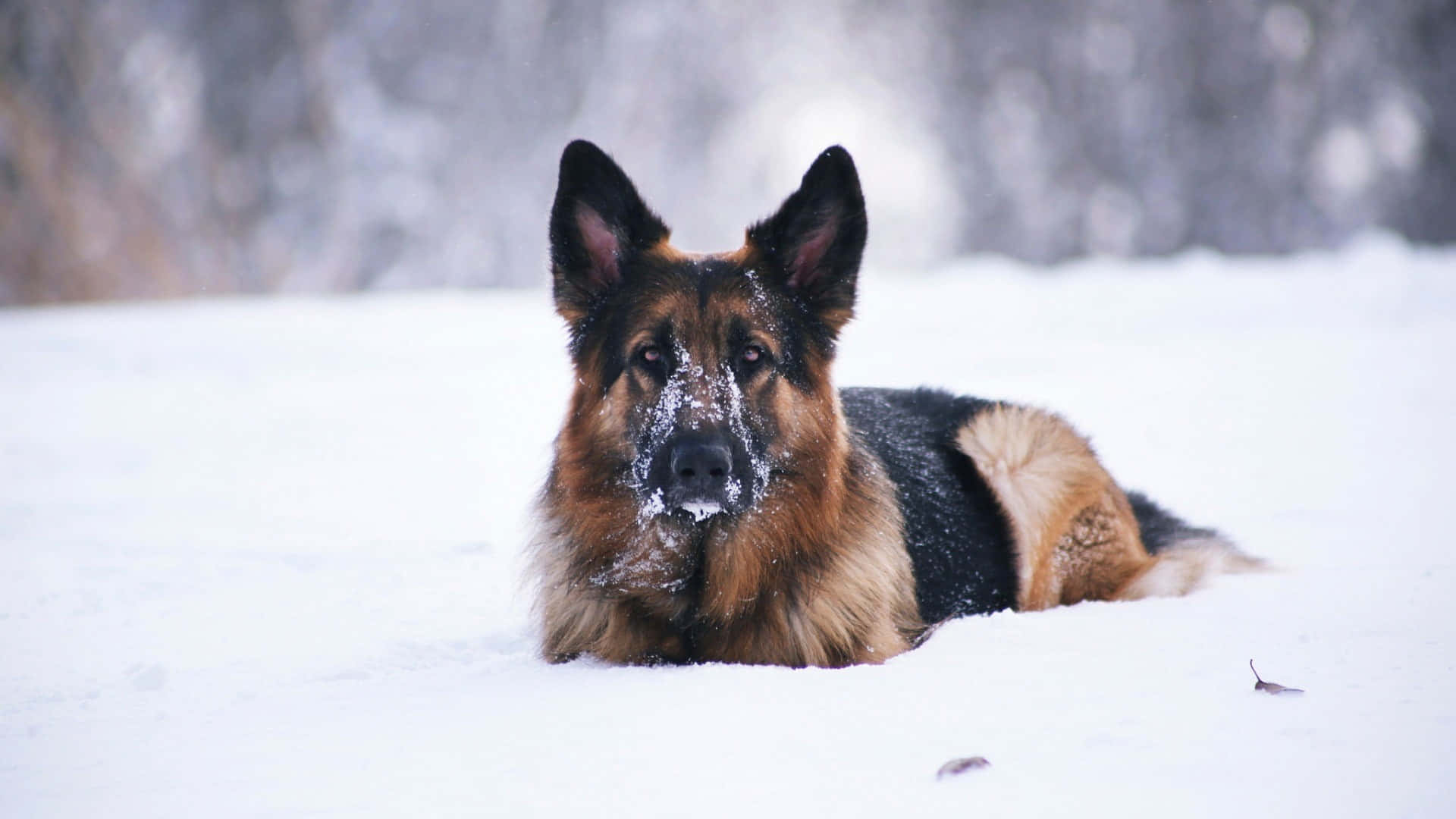 German Shepherd 桌布 壁紙 — 一隻德國牧羊犬在深雪中休息，口鼻上有雪花，警覺的耳朵襯托著模糊的冬季森林背景。