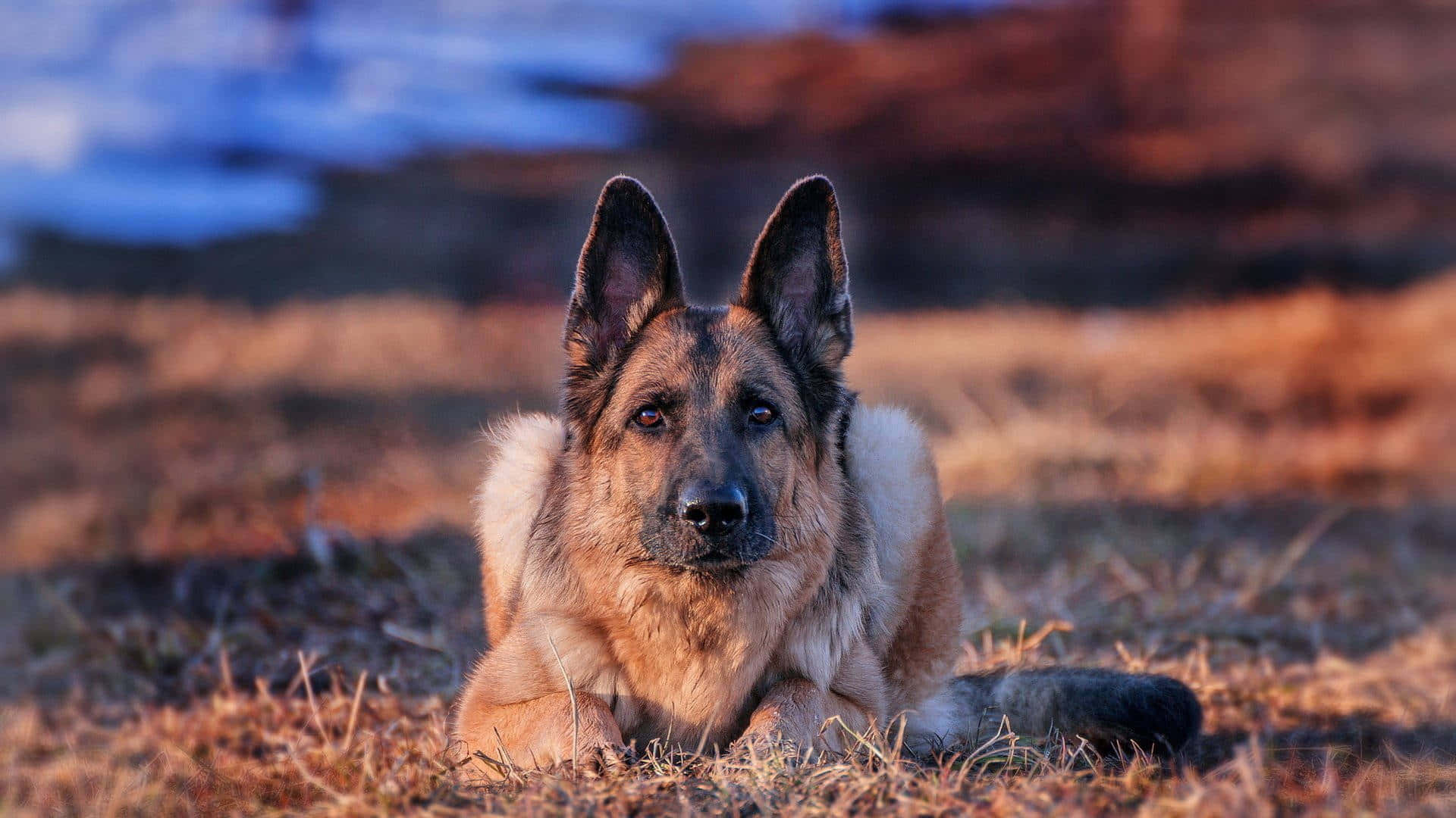 German Shepherd 桌布 壁紙 — 一隻德國牧羊犬在溫暖的日落光線下，警覺地躺在金色草地上，背景是模糊的藍色水面。