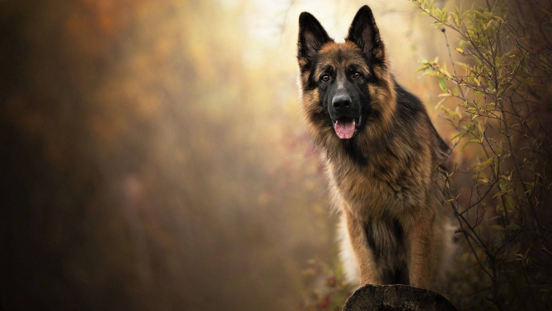 German 桌布 壁紙 — 一隻德國牧羊犬在秋天的樹林中警覺地站立，陽光透過金色的樹葉在其專注的目光背後過濾。