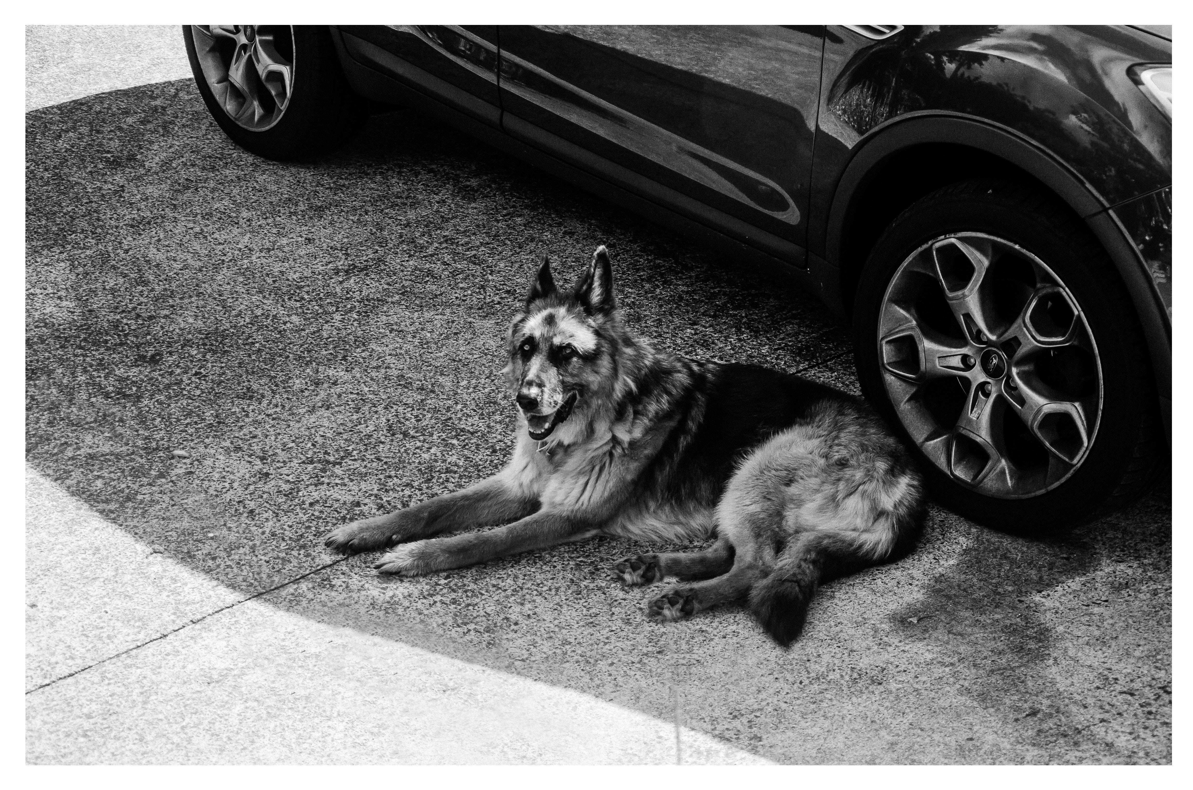 狗 桌布 壁紙 — 一隻德國牧羊犬在紋理人行道上，旁邊有一輛時尚汽車，在黑白照片中平靜地休息。