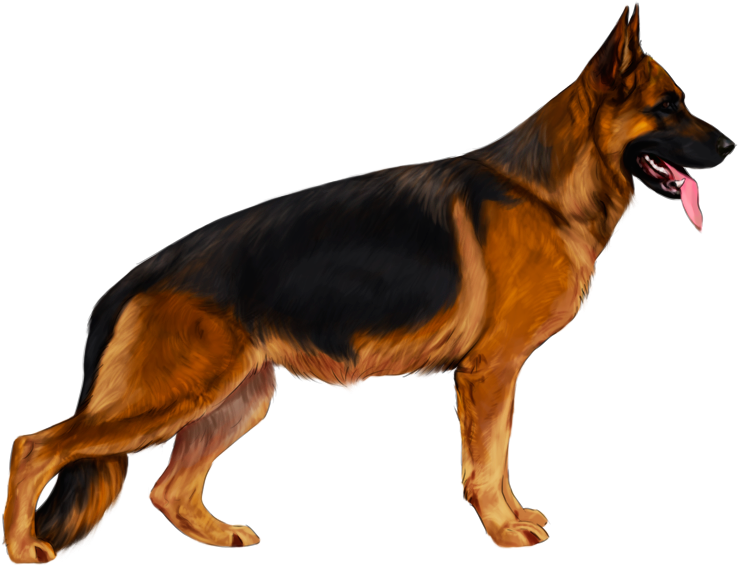 德國狼犬 桌布 壁紙 — 一隻德國牧羊犬在純黑色背景下側面警覺地站立，伸出舌頭，耳朵豎起。