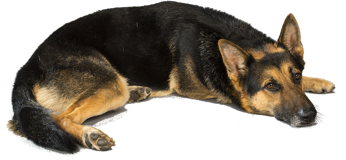 德國狼犬 桌布 壁紙 — 一隻德國牧羊犬在透明背景上平靜地休息，豎起警覺的耳朵，溫暖的棕色眼睛。