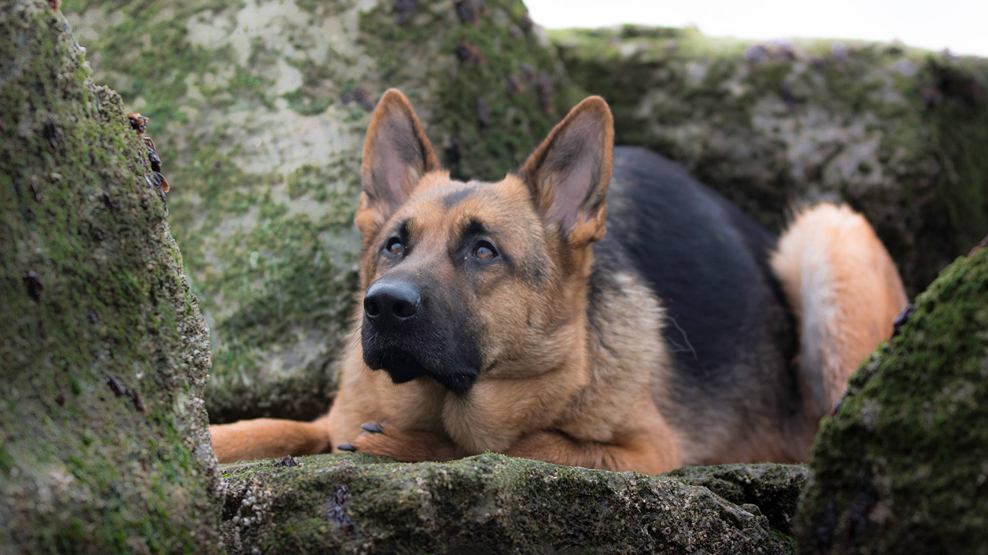 German 桌布 壁紙 — 一隻德國牧羊犬在長滿苔蘚的石頭間警覺地休息，專注的眼神向上凝視。