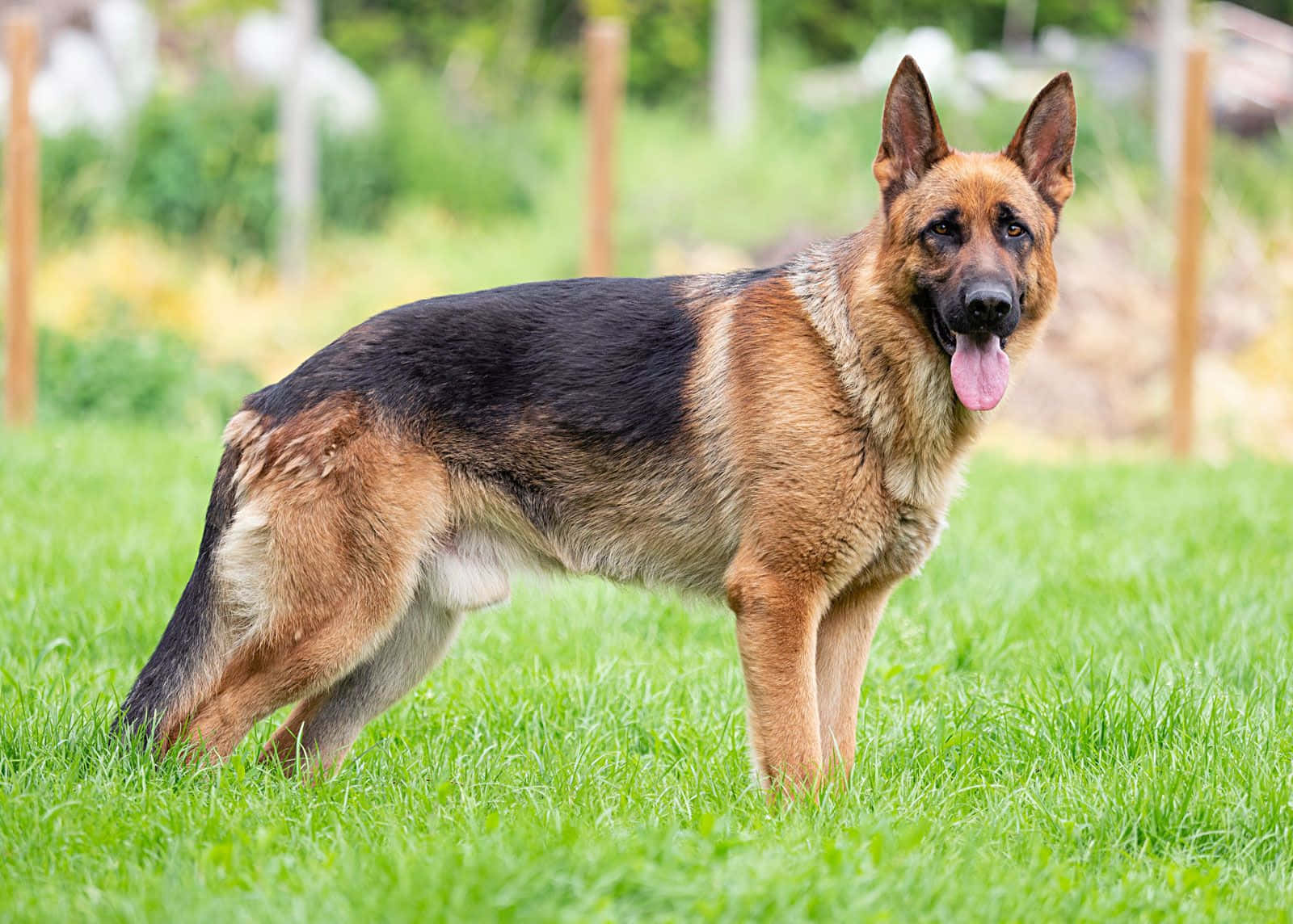 German Shepherd 桌布 壁紙 — 一隻德國牧羊犬在陽光明媚的戶外草地上警覺地站立，舌頭伸出，背景是鮮綠的草地。