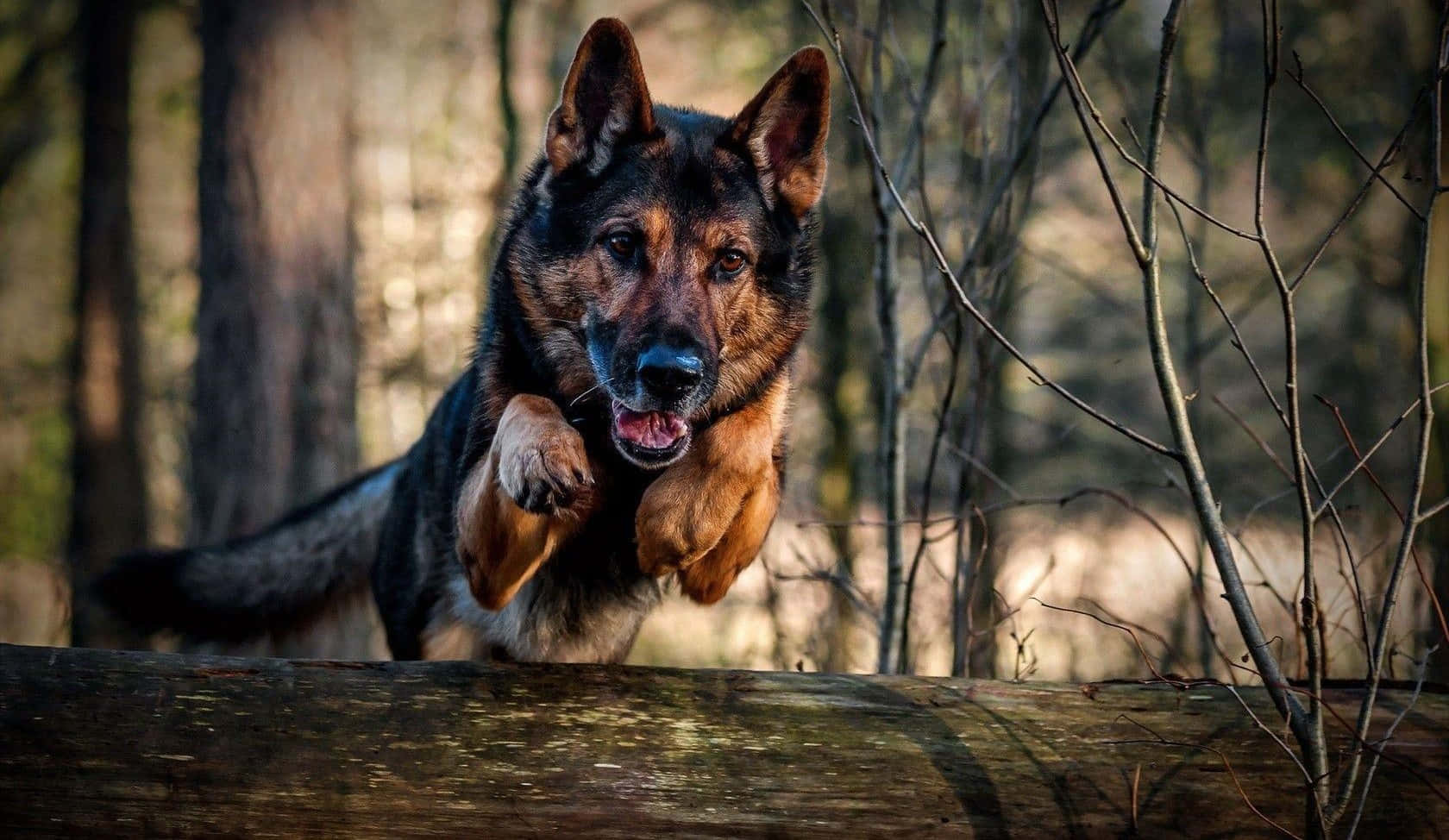 German Shepherd 桌布 壁紙 — 一隻德國牧羊犬在陽光明媚的森林中跳過一根圓木，背景是模糊的樹木。