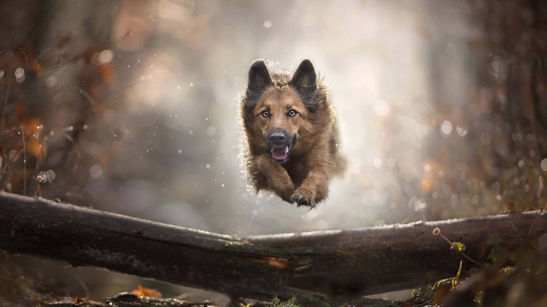 German Shepherd 桌布 壁紙 — 一隻德國牧羊犬在陽光明媚的秋日森林中，飛躍過長滿青苔的木頭，落葉飄飄，背景柔和散景。