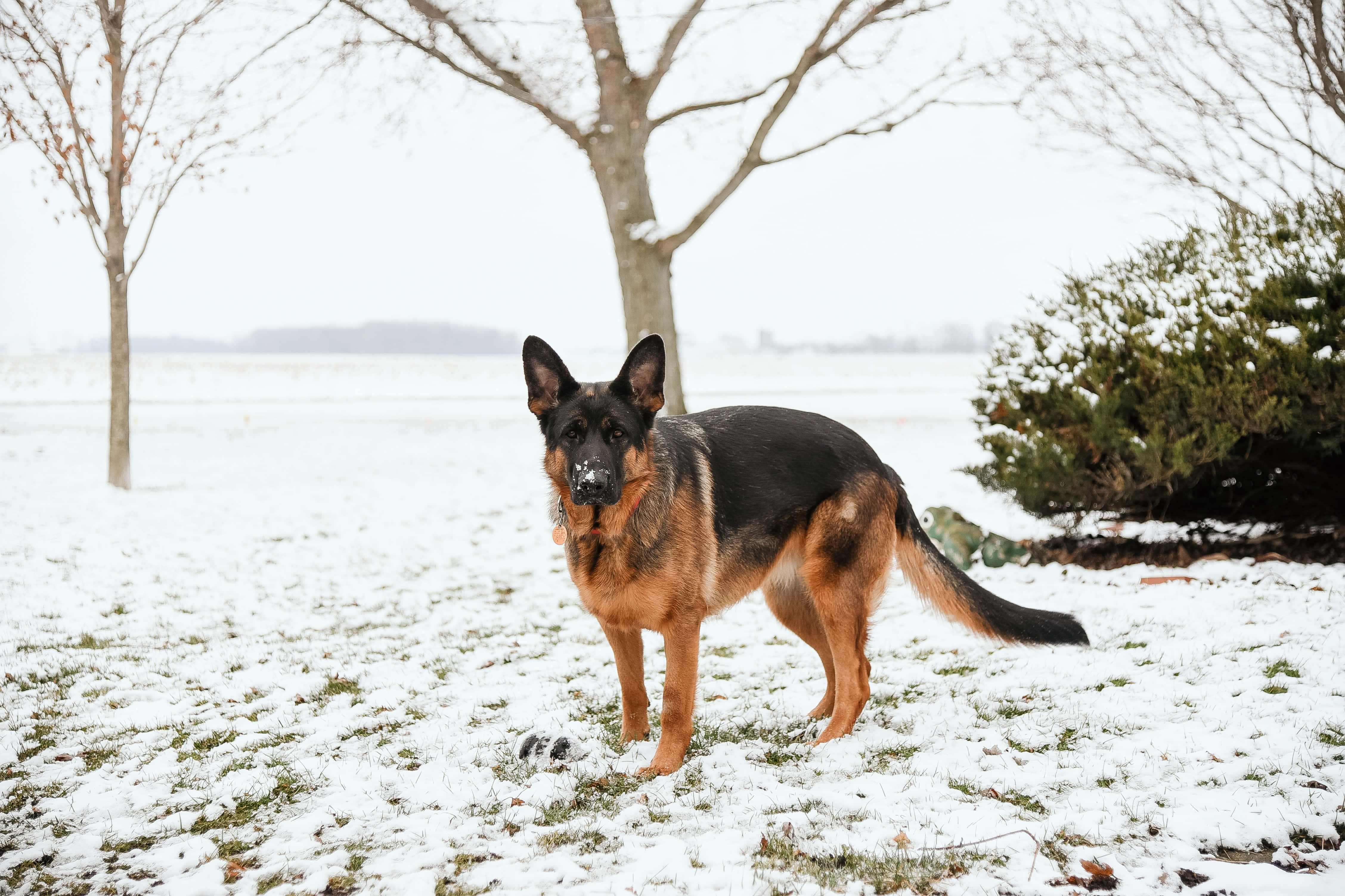German Shepherd 桌布 壁紙 — 一隻德國牧羊犬在雪地上警覺地站立，周圍有光禿的樹木和遠處的地平線，天空多雲。