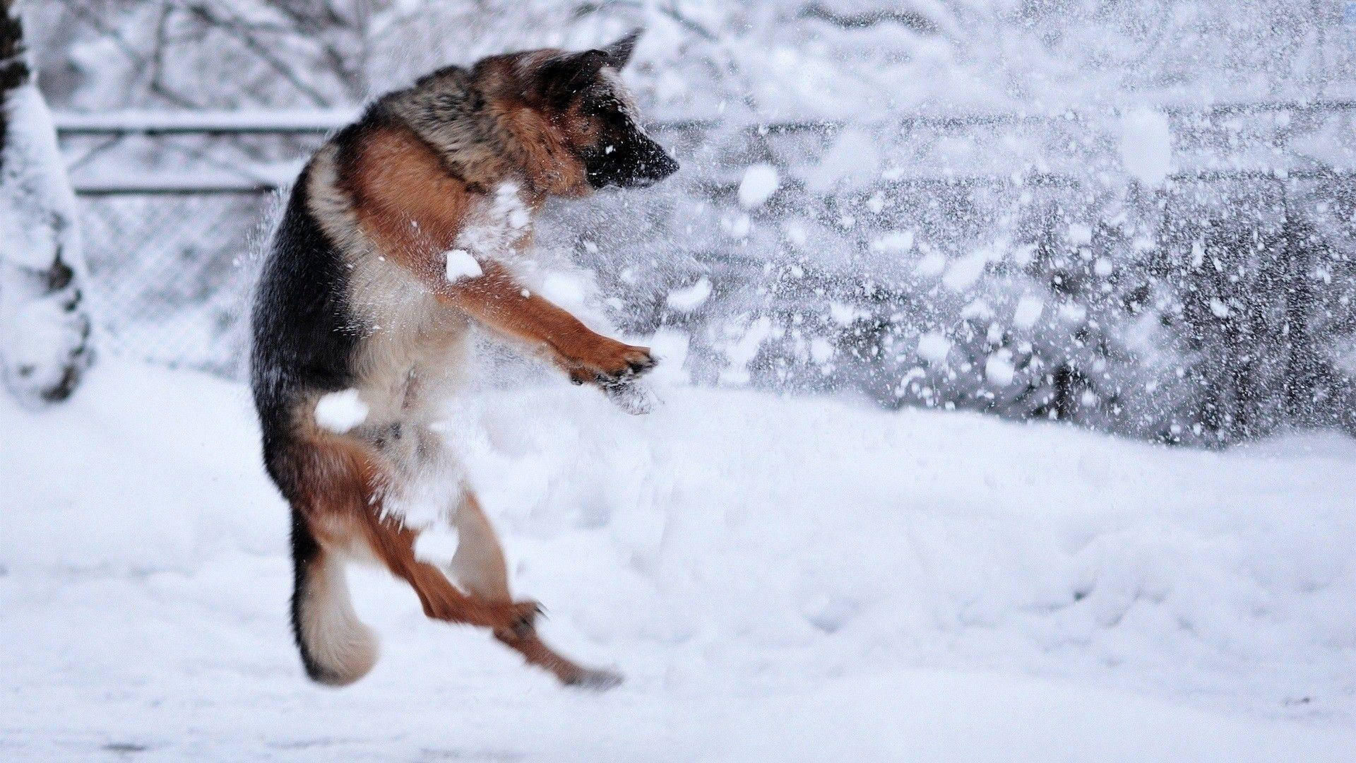 Big Dog 桌布 壁紙 — 一隻德國牧羊犬在雪地庭院中躍起，爪子周圍揚起一陣雪花。