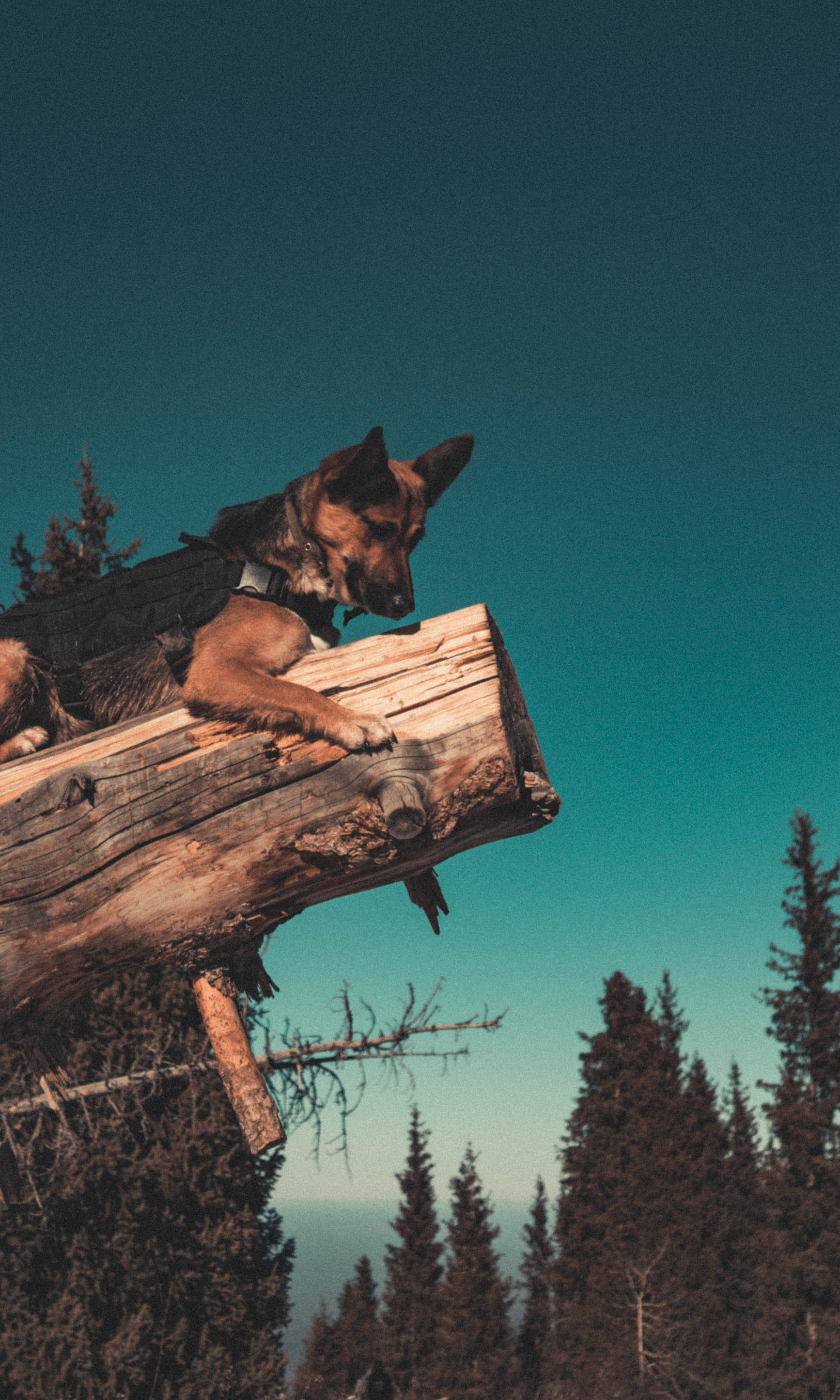 German Shepherd 桌布 壁紙 — 一隻德國牧羊犬在風化的木頭上休息，背景是充滿活力的青綠色天空，下方有松樹。