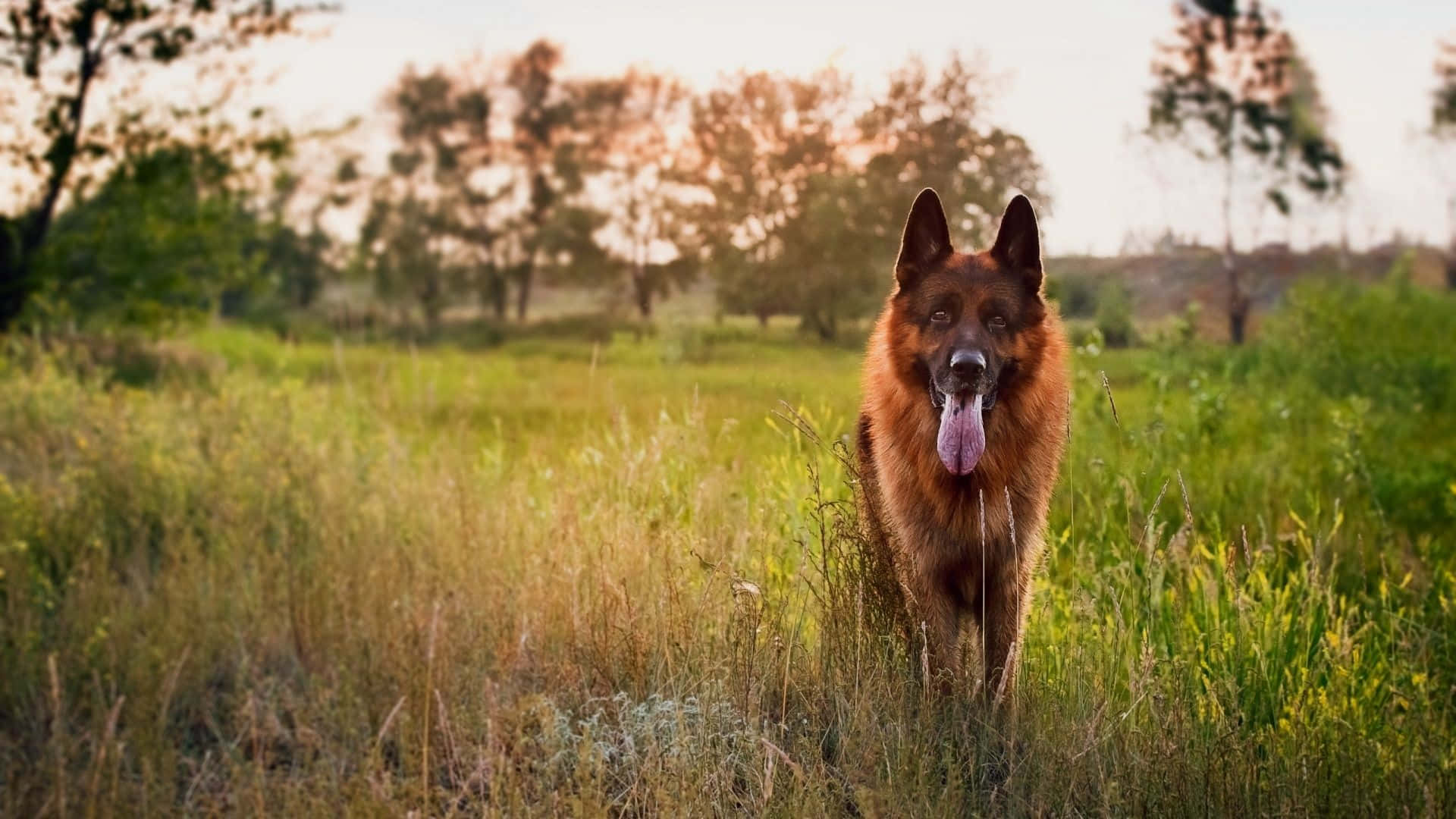 German Shepherd 桌布 壁紙 — 一隻德國牧羊犬在黃金時刻警覺地站在高高的草叢中，背後的樹木柔和地模糊。