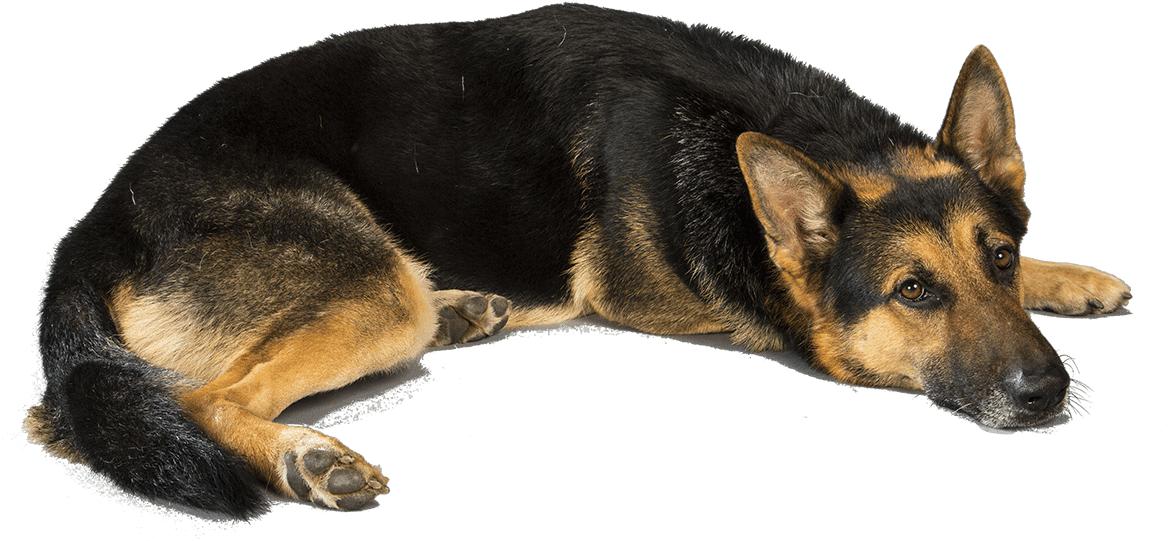 German Shepherd 桌布 壁紙 — 一隻德國牧羊犬在黑色背景下冷靜地休息，豎起警覺的耳朵，眼神充滿靈魂。