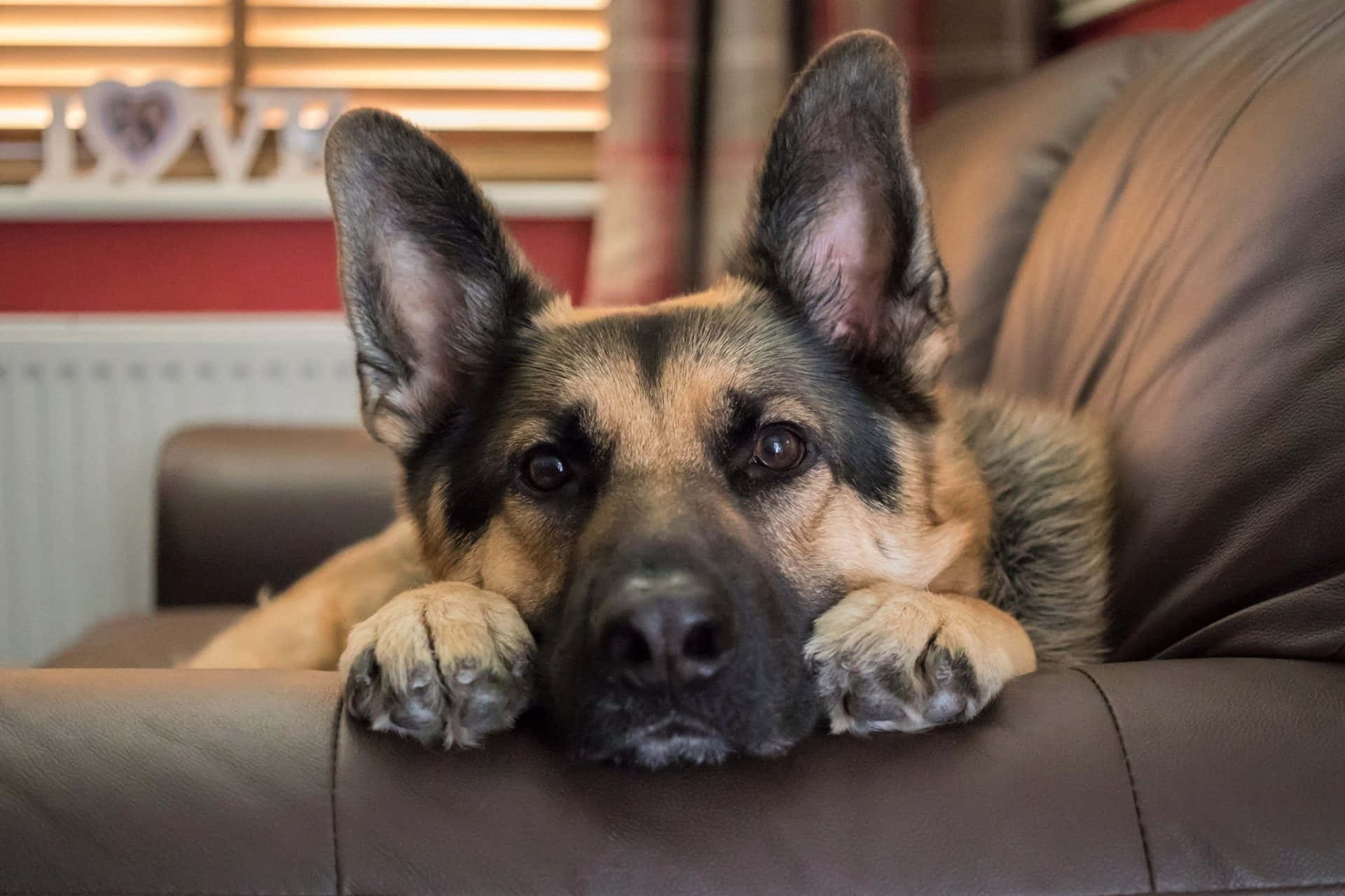German Shepherd 桌布 壁紙 — 一隻德國牧羊犬將爪子放在一張棕色皮沙發上，背景是溫暖的室內環境。