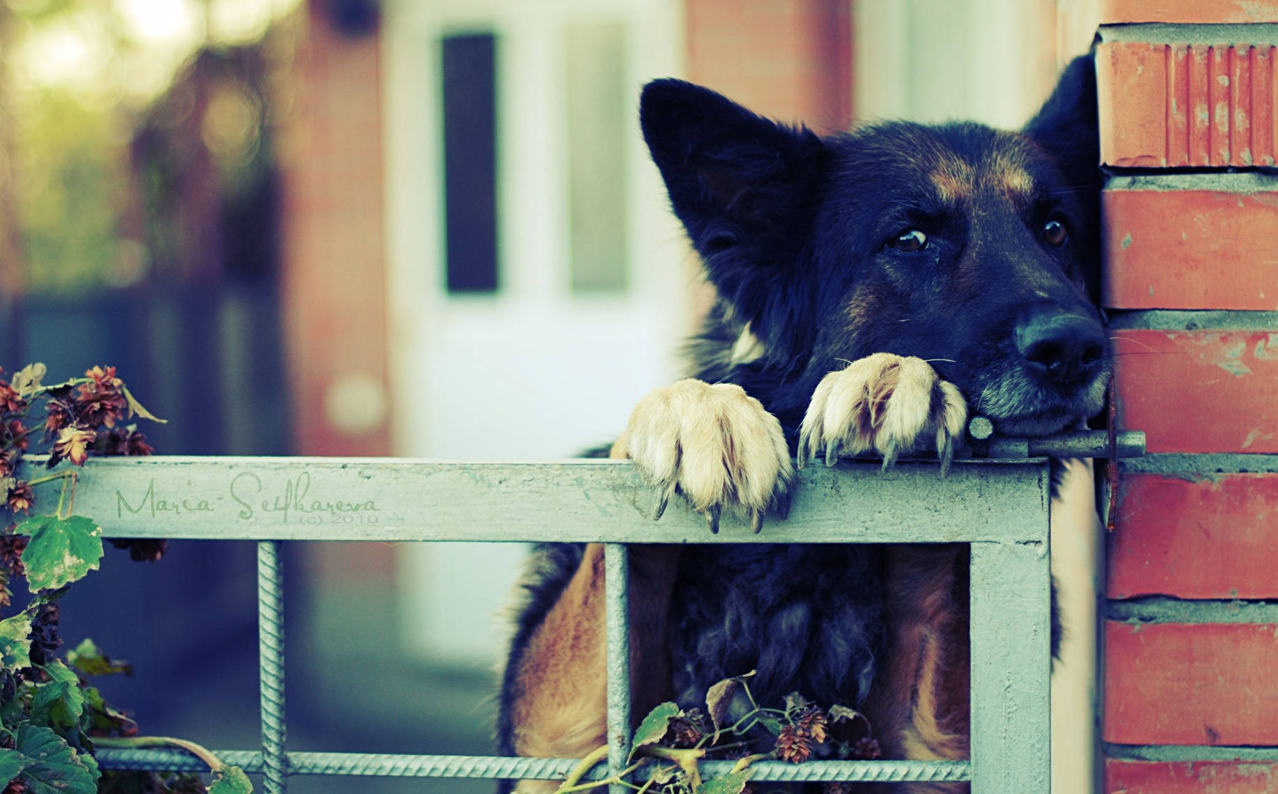 狗 桌布 壁紙 — 一隻德國牧羊犬將爪子放在風化的綠色圍欄上，在紅磚牆旁若有所思地凝視。