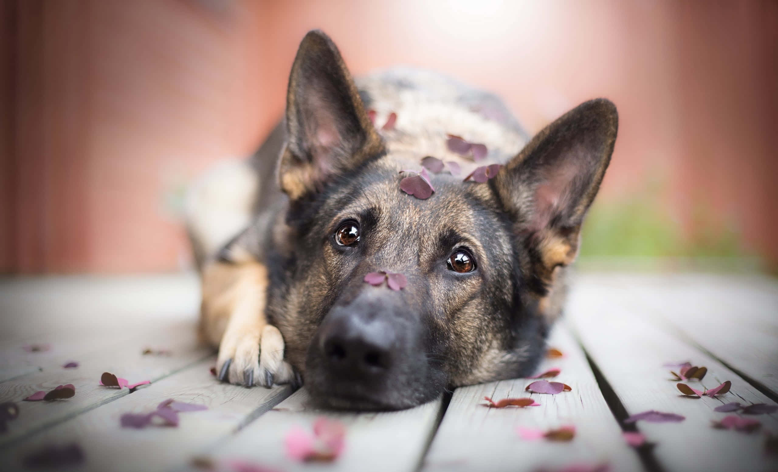 German Shepherd 桌布 壁紙 — 一隻德國牧羊犬將頭擱在一個散落著紫色玫瑰花瓣的木製甲板上。