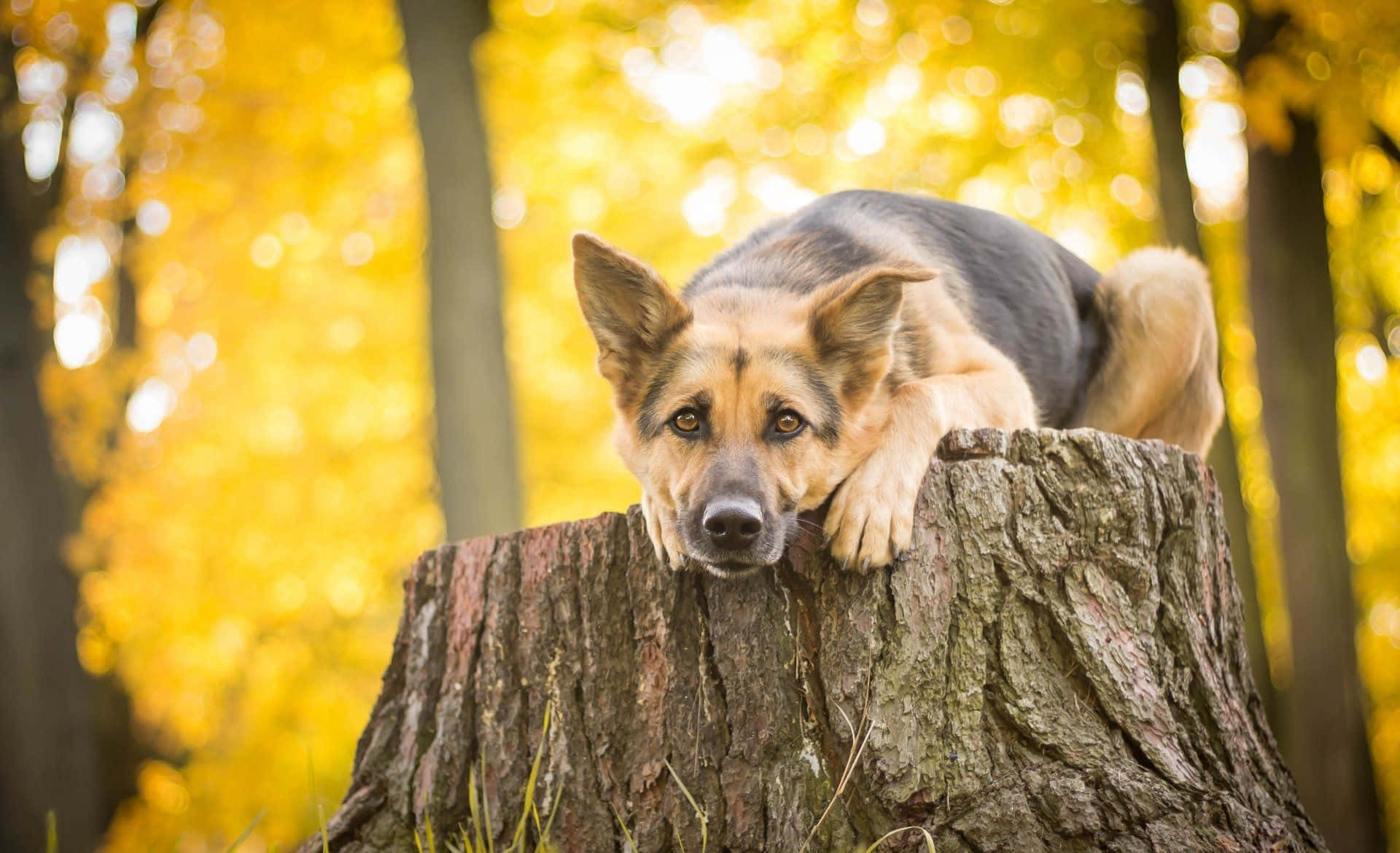 German Shepherd 桌布 壁紙 — 一隻德國牧羊犬將頭靠在被金色秋葉環繞的樹樁上。
