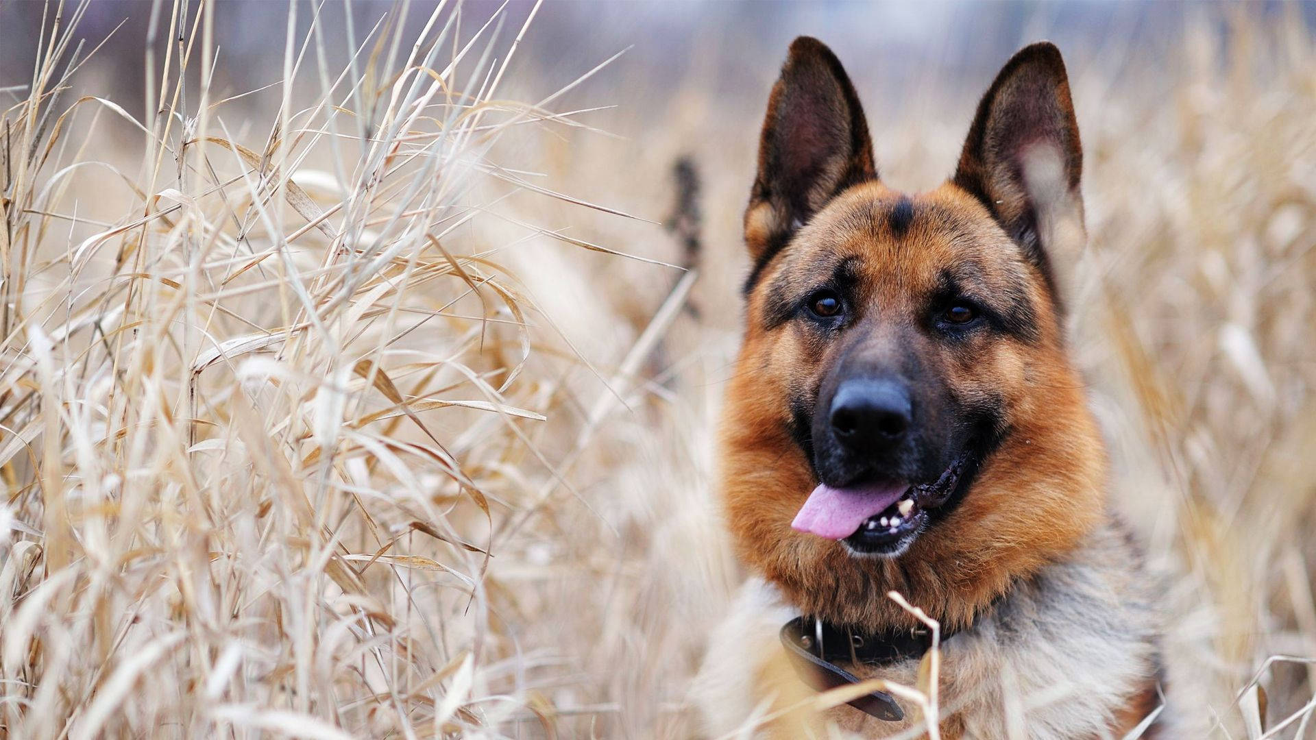 動物 桌布 壁紙 — 一隻德國牧羊犬帶著開心的表情坐在高高的金色草叢中，伸出舌頭，直視鏡頭。