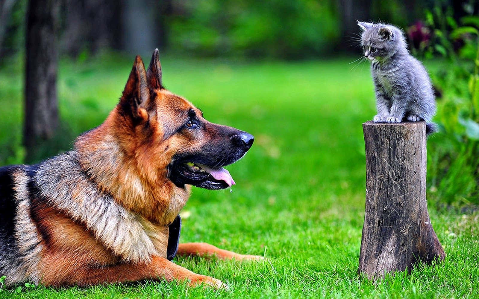 動物 桌布 壁紙 — 一隻德國牧羊犬平靜地躺在草地上，面對著一隻棲息在陽光普照的森林空地樹樁上的小灰貓。