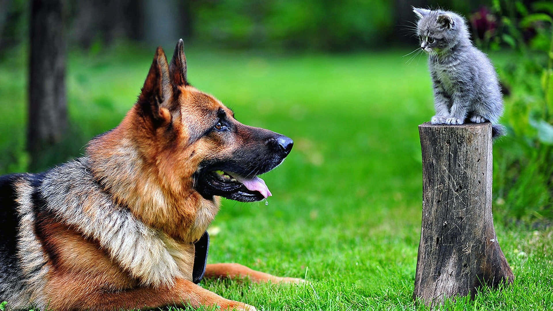 German Shepherd 桌布 壁紙 — 一隻德國牧羊犬平靜地躺在草地上，凝視著一隻灰色小貓棲息在陽光花園中一個風化的樹樁上。