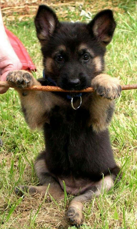 Adorable Puppy 桌布 壁紙 — 一隻德國牧羊犬幼犬坐在草地上，用爪子抓住一根樹枝，戴著藍色項圈。