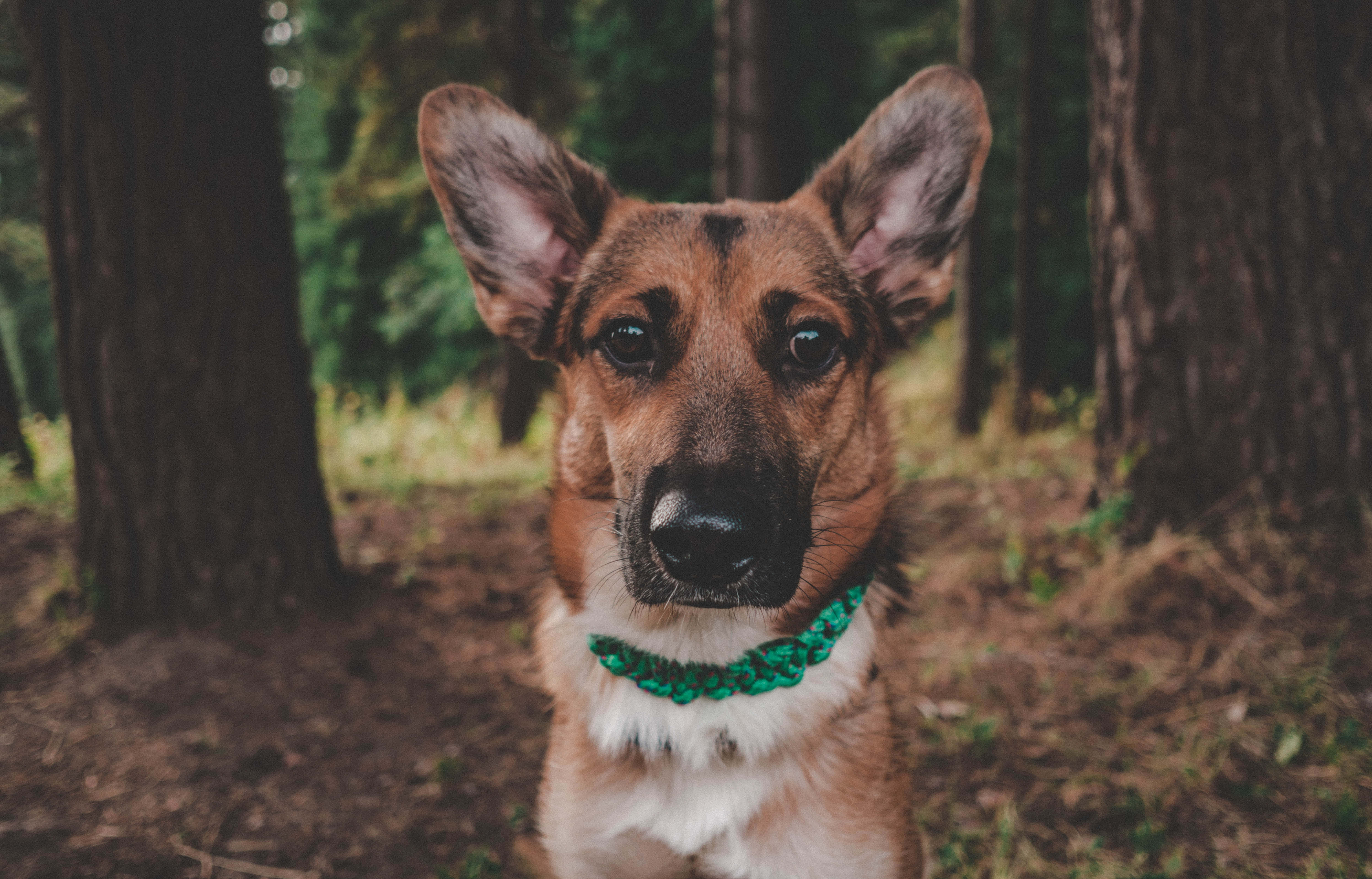 德國狼犬 桌布 壁紙 — 一隻德國牧羊犬戴著綠色編織項圈，在陽光斑駁的森林中直視鏡頭。