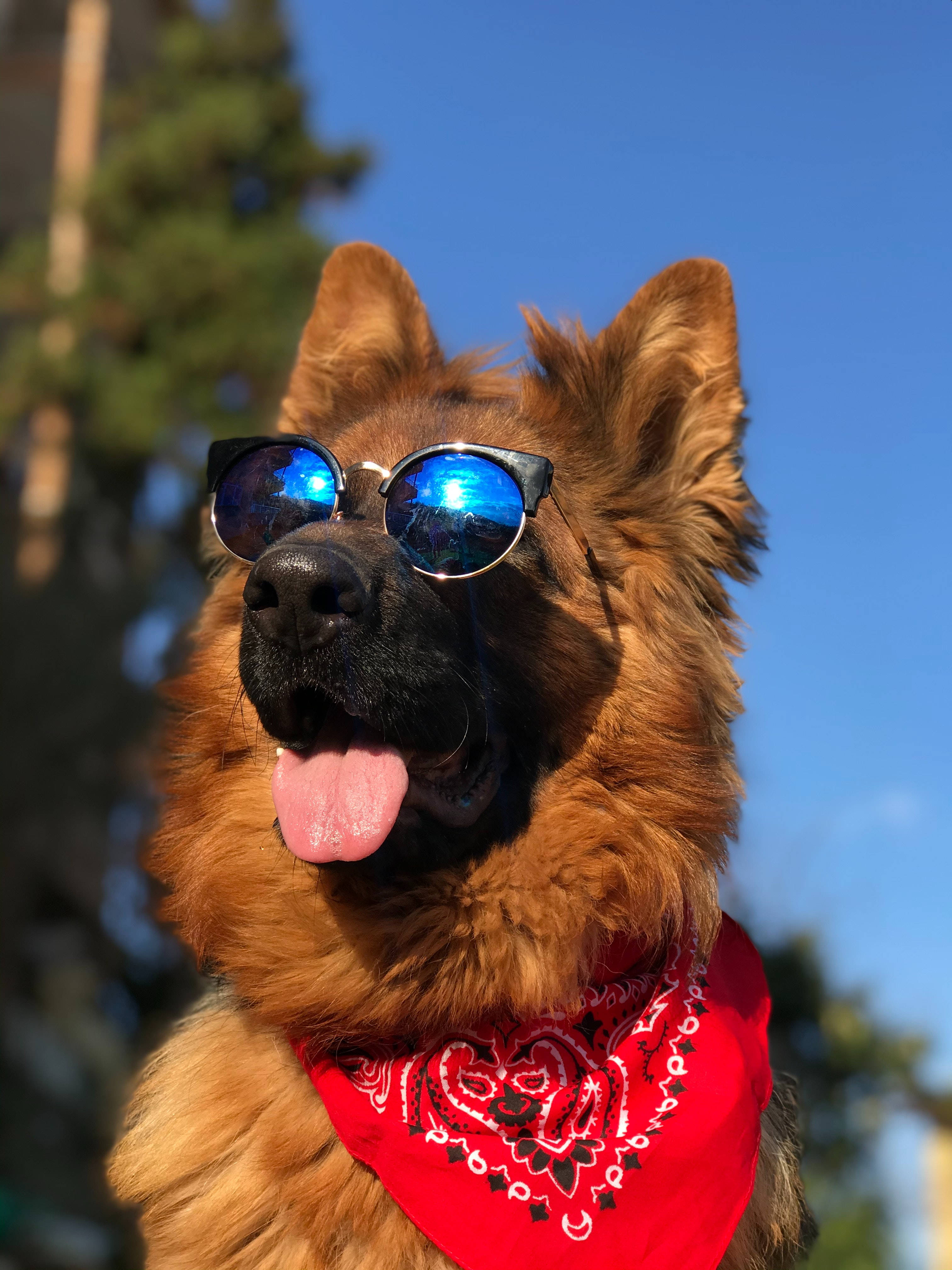 German Shepherd 桌布 壁紙 — 一隻德國牧羊犬戴著酷炫的藍色鏡面太陽眼鏡和紅色頭巾，在明亮的藍天下伸出舌頭微笑。