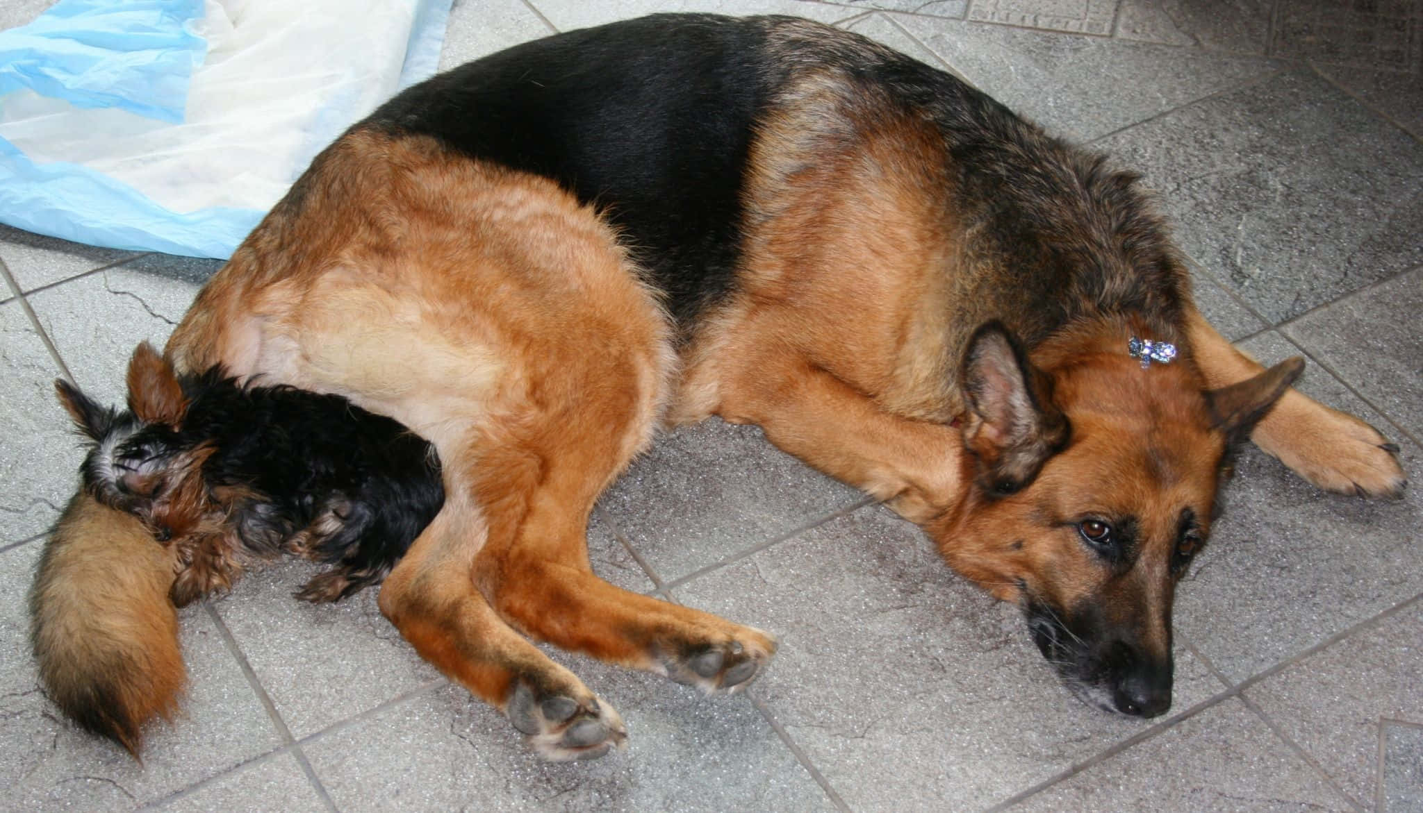 German Shepherd 桌布 壁紙 — 一隻德國牧羊犬放鬆地躺在磁磚地板上，一隻小黑褐色小狗蜷縮在牠的肚子下。