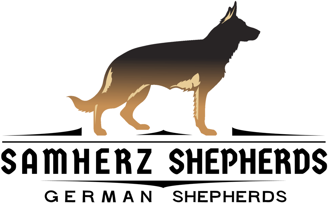 德國狼犬 桌布 壁紙 — 一隻德國牧羊犬的剪影，以棕色漸變色調呈現，在純黑背景上警覺地站立。