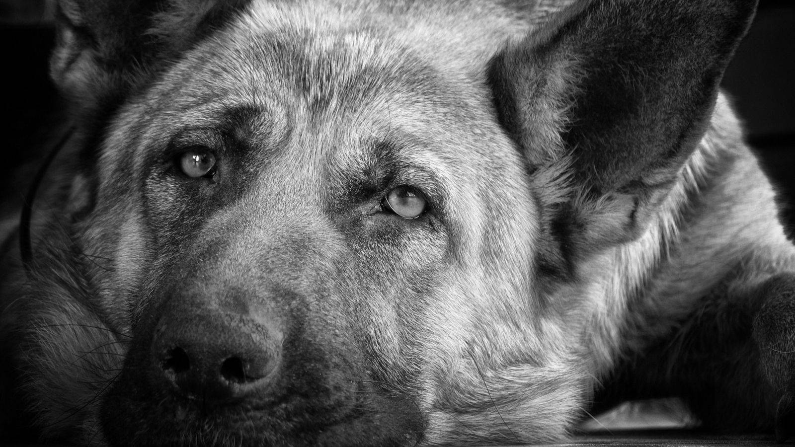German Shepherd 桌布 壁紙 — 一隻德國牧羊犬的特寫黑白肖像，眼神充滿靈魂，直視鏡頭。
