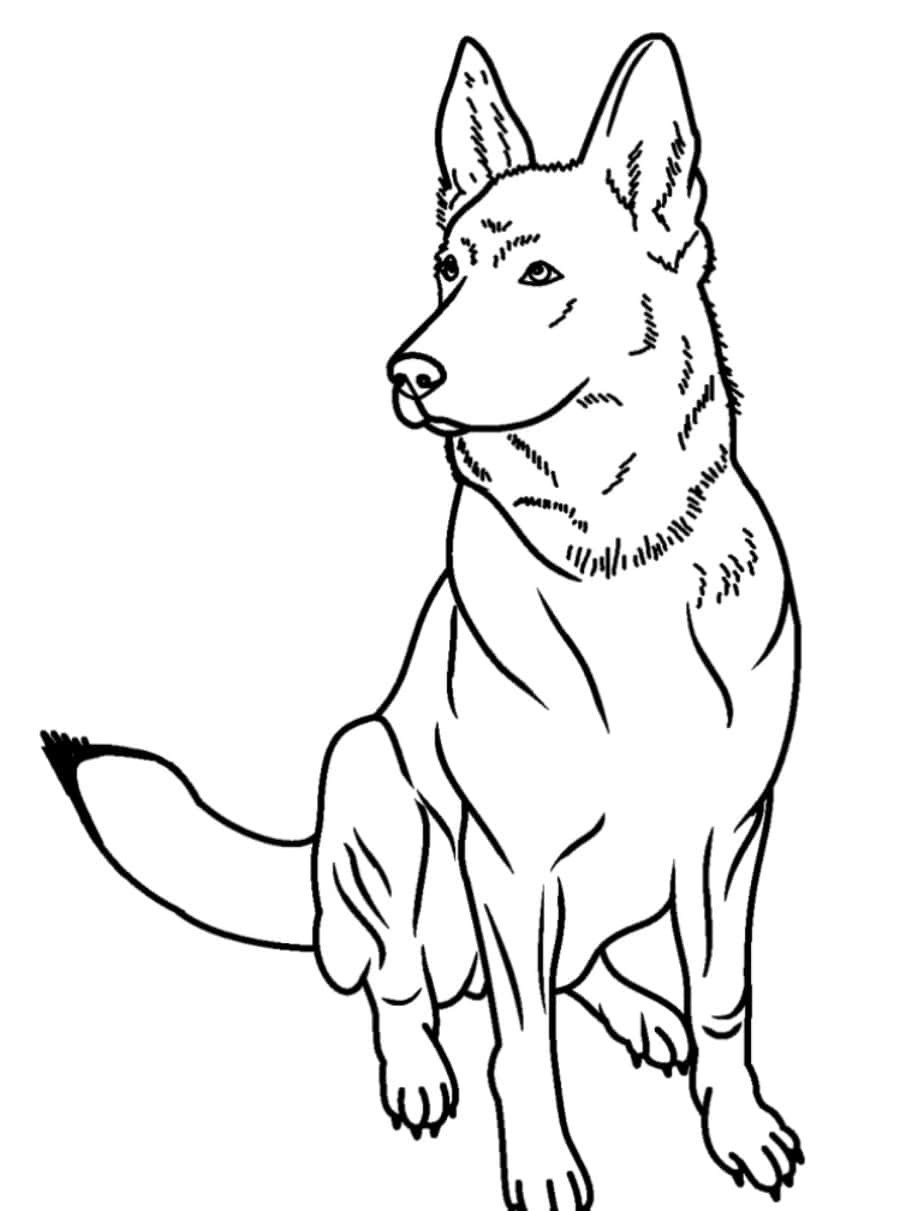 German Shepherd 桌布 壁紙 — 一隻德國牧羊犬直立坐著，警覺的耳朵和平衡姿態的詳細黑白線條畫。